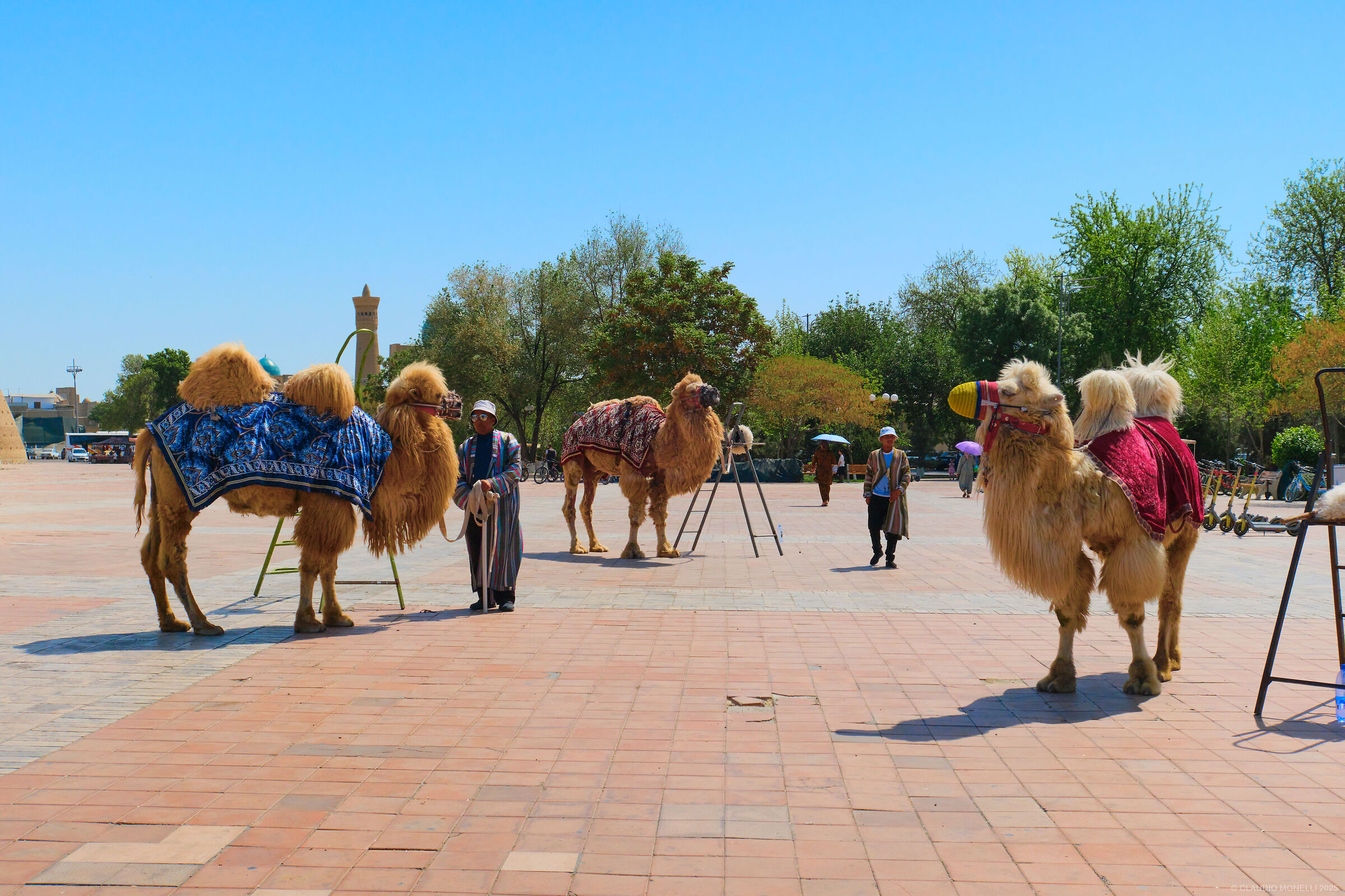 2025 Uzbekistan - Buchara Un gruppo di cammelli