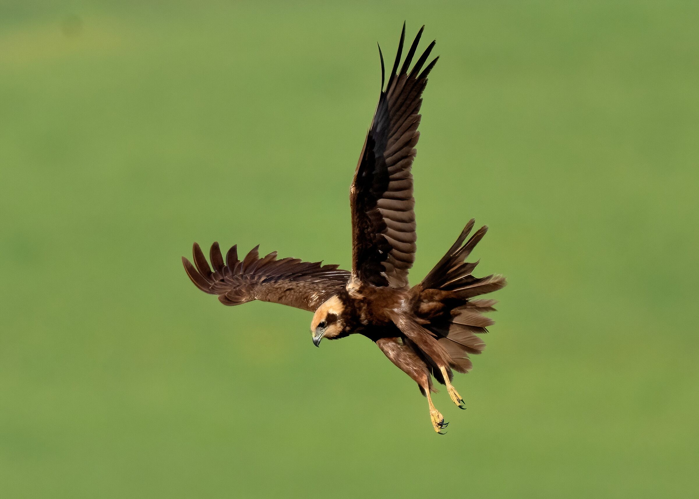 Marsh Harrier (Circus aeruginosus)