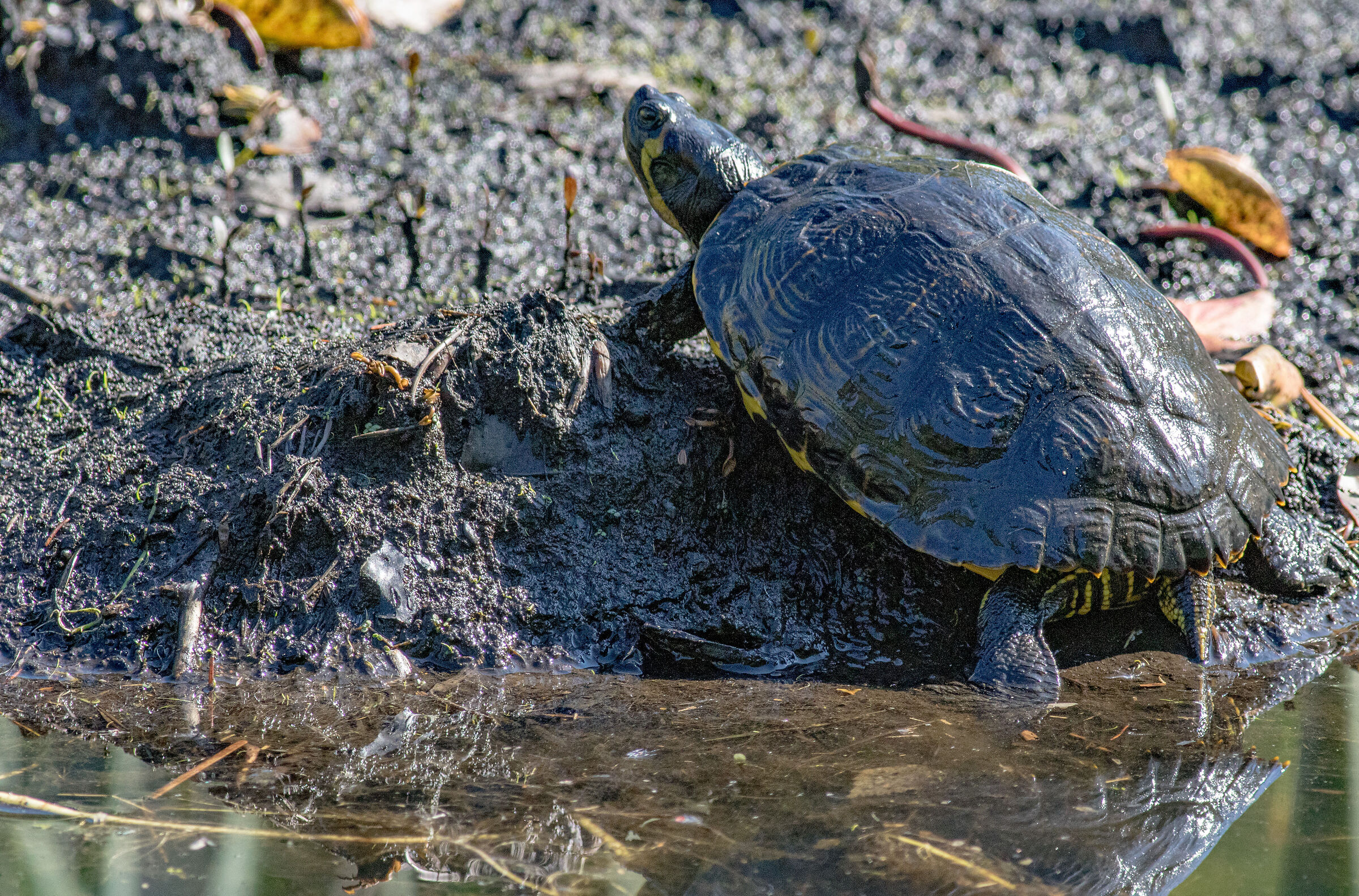 Caccia grossa a Montegrino