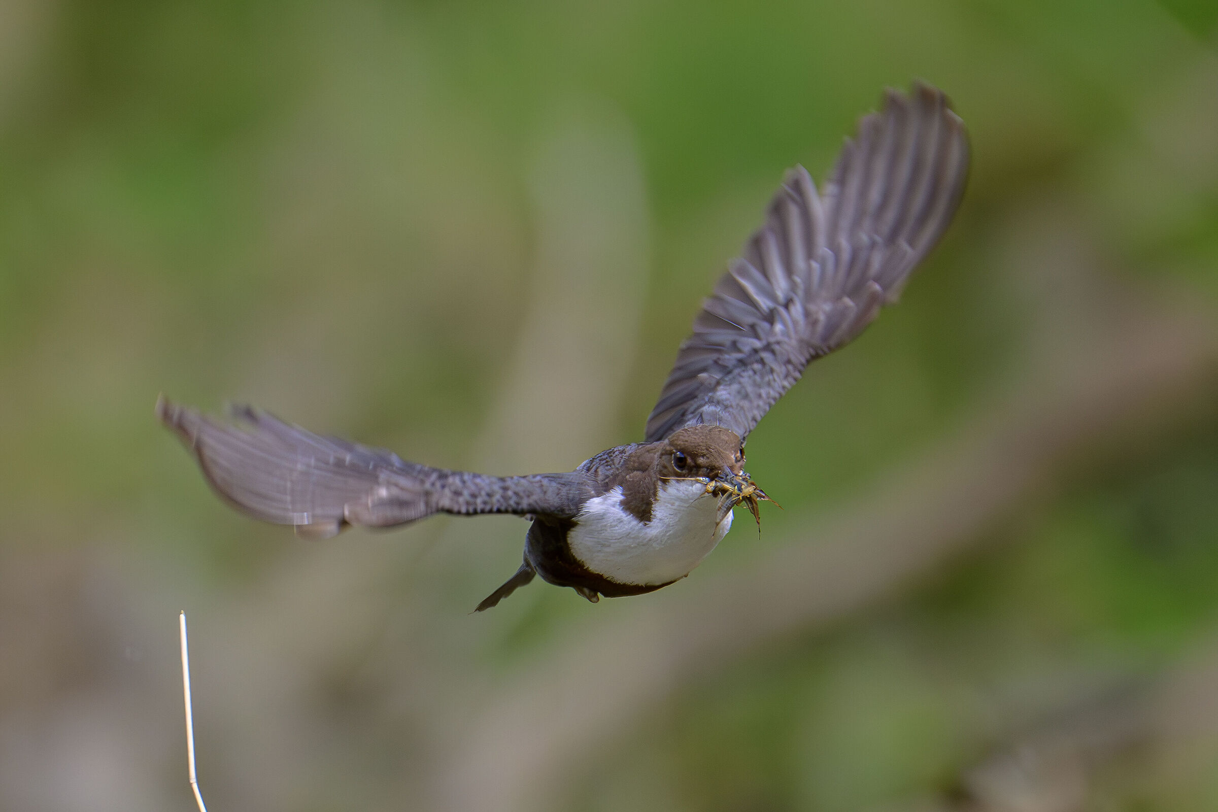 The flight of the dipper