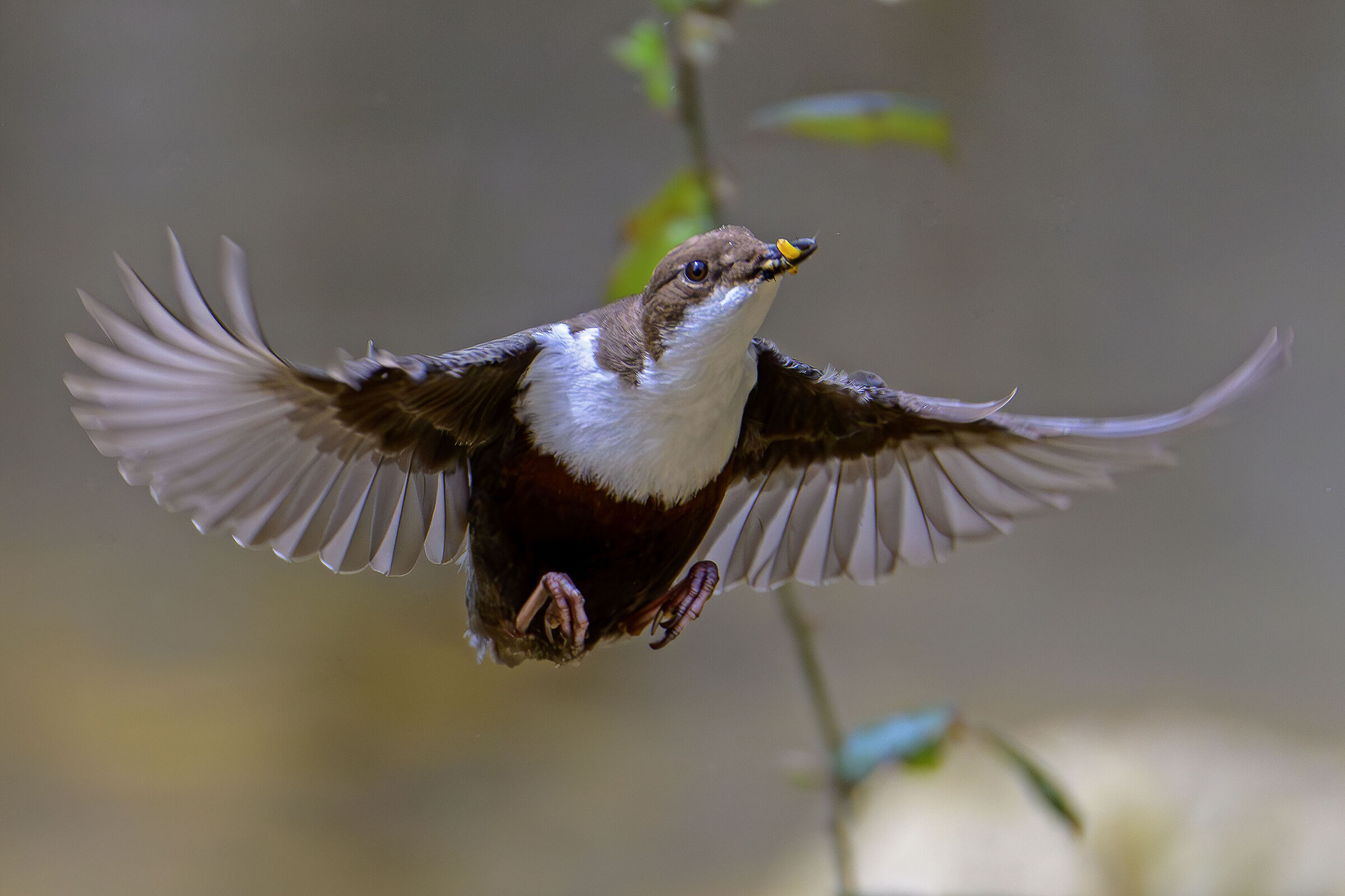White-throated dipper
