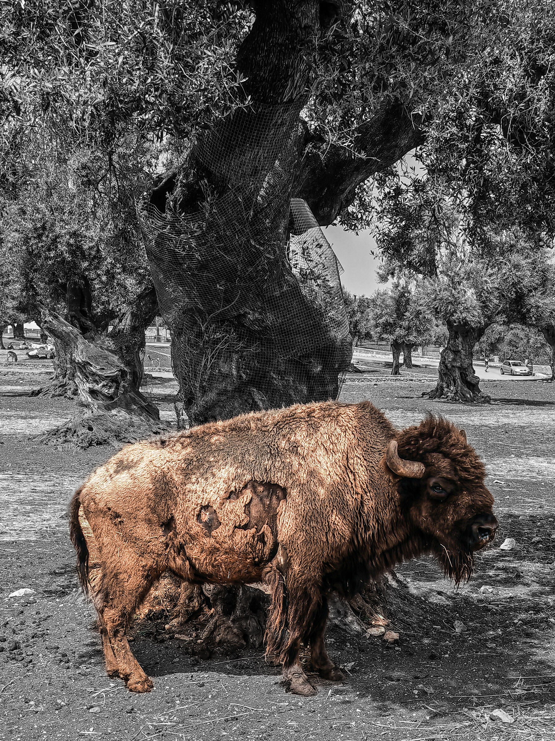 Gnu
