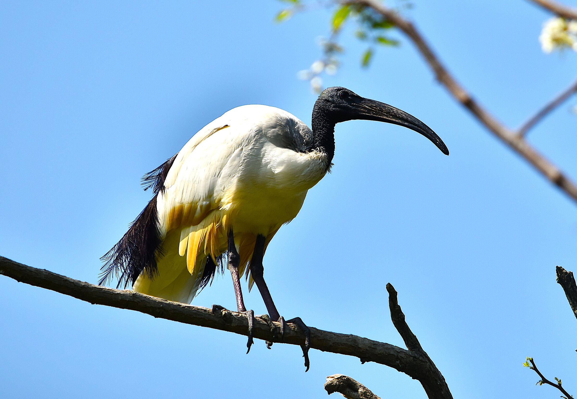 vecchio ibis