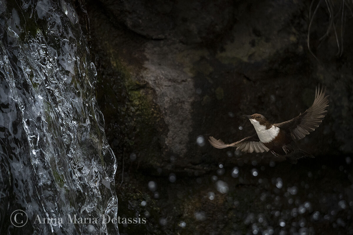 Dipper (Cinclus cinclus)