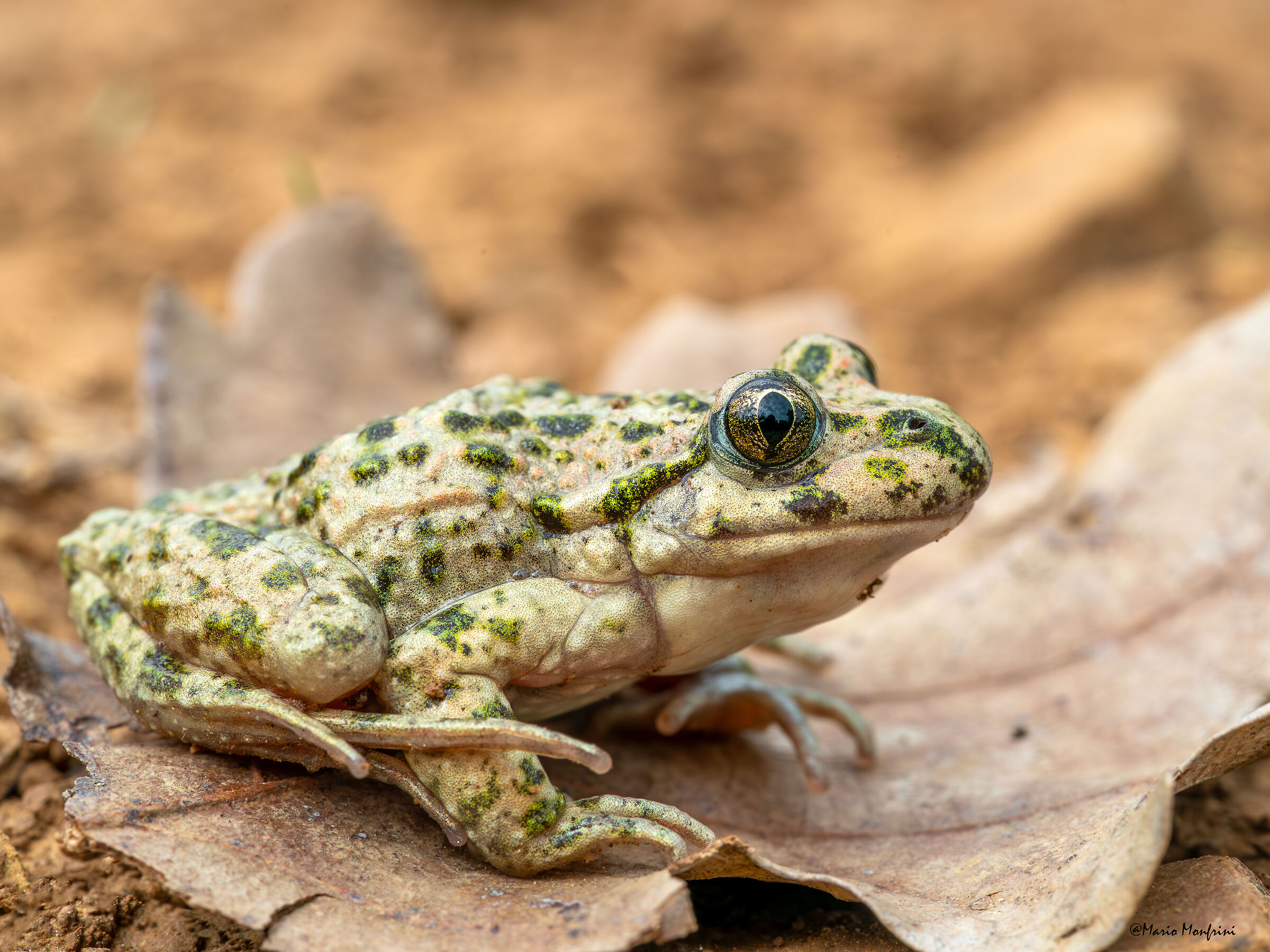 La piccola e affascinante rarità