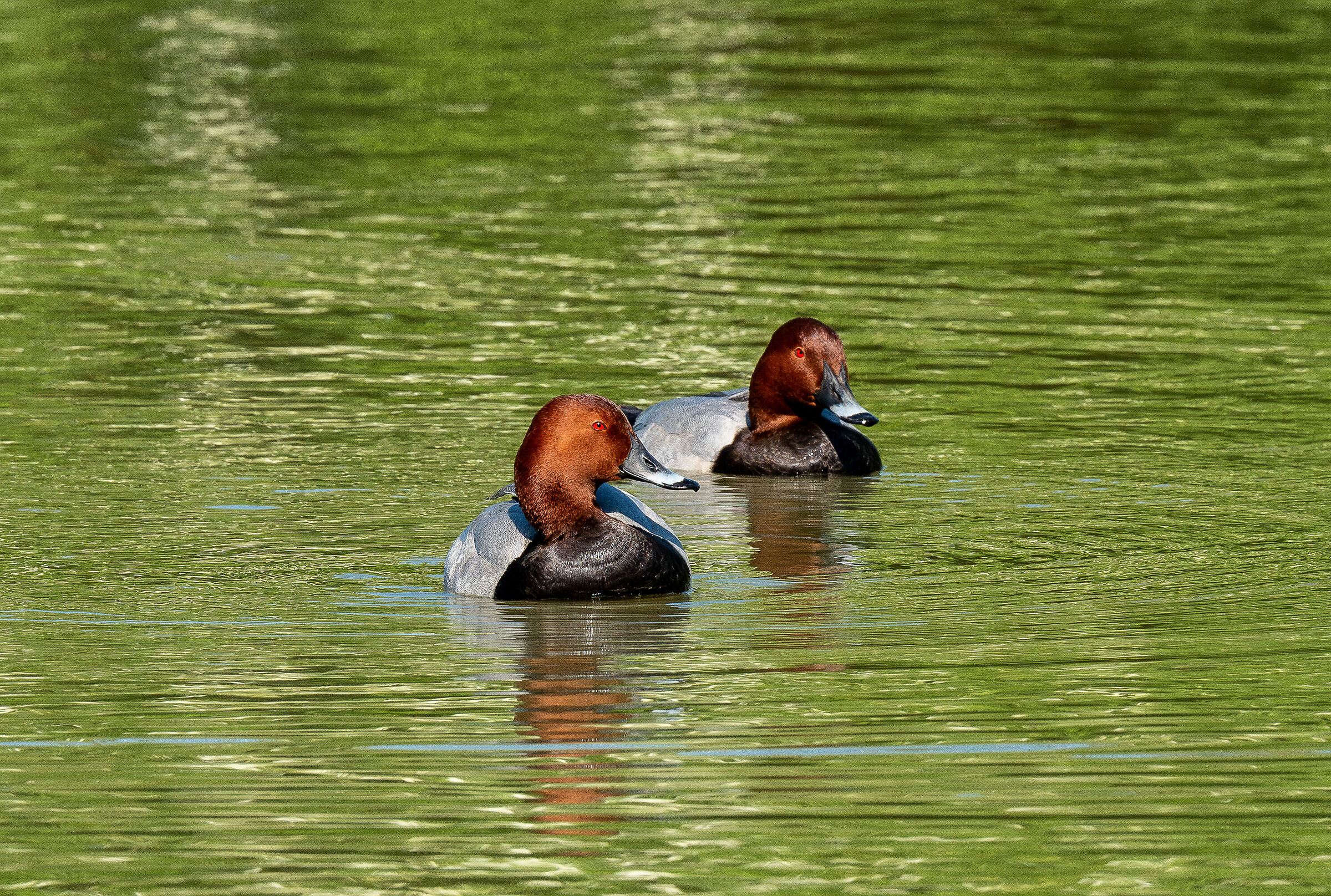 Pochards