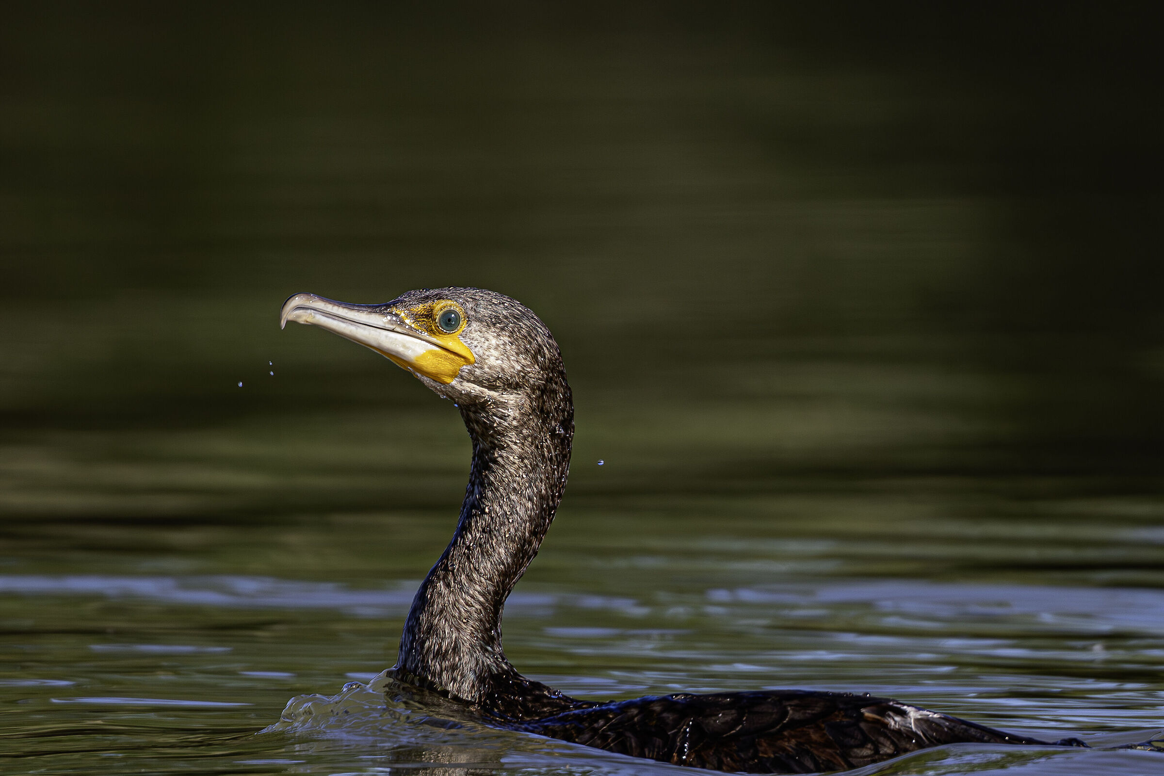 Cormorano nella luce del mattino