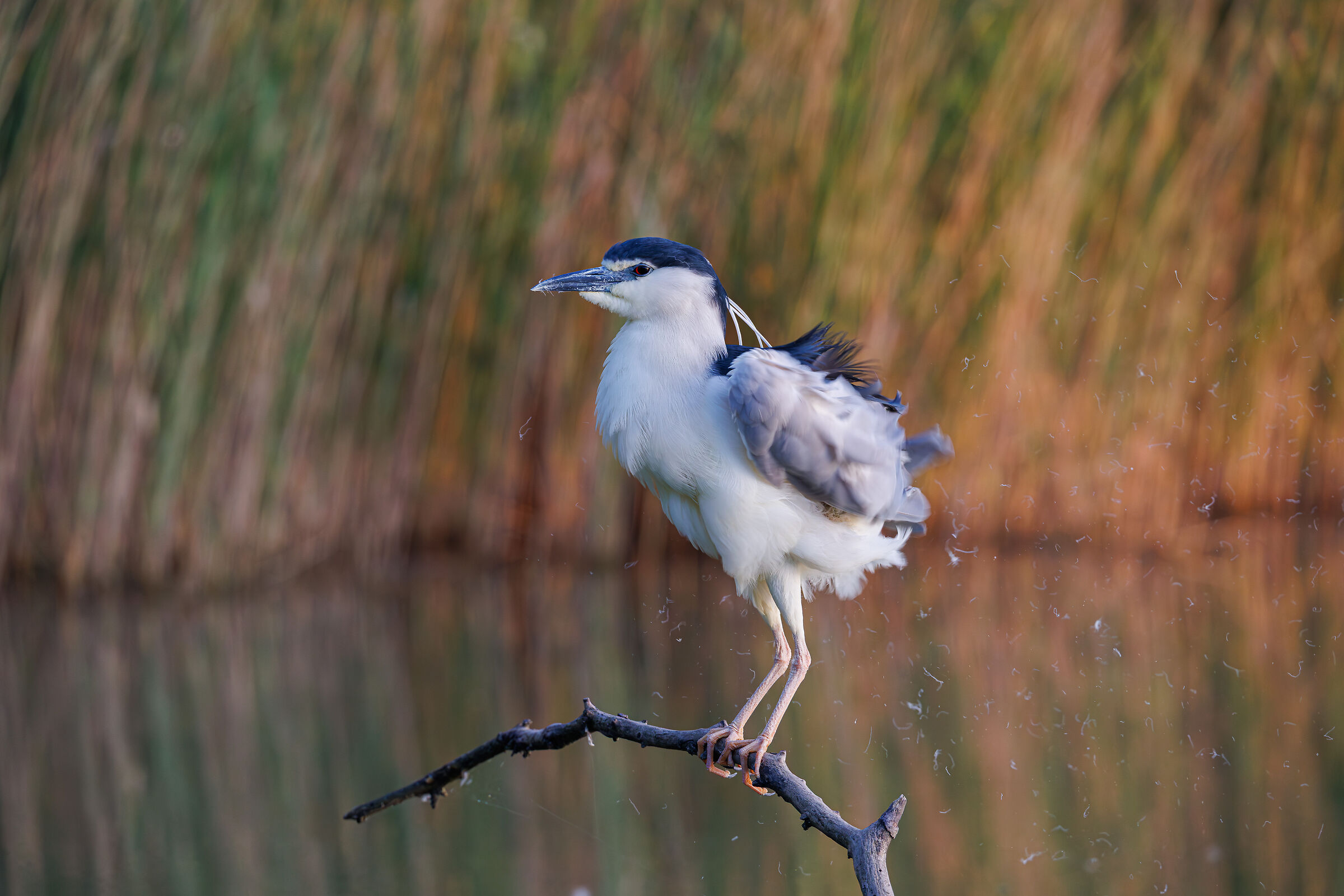 Toilette