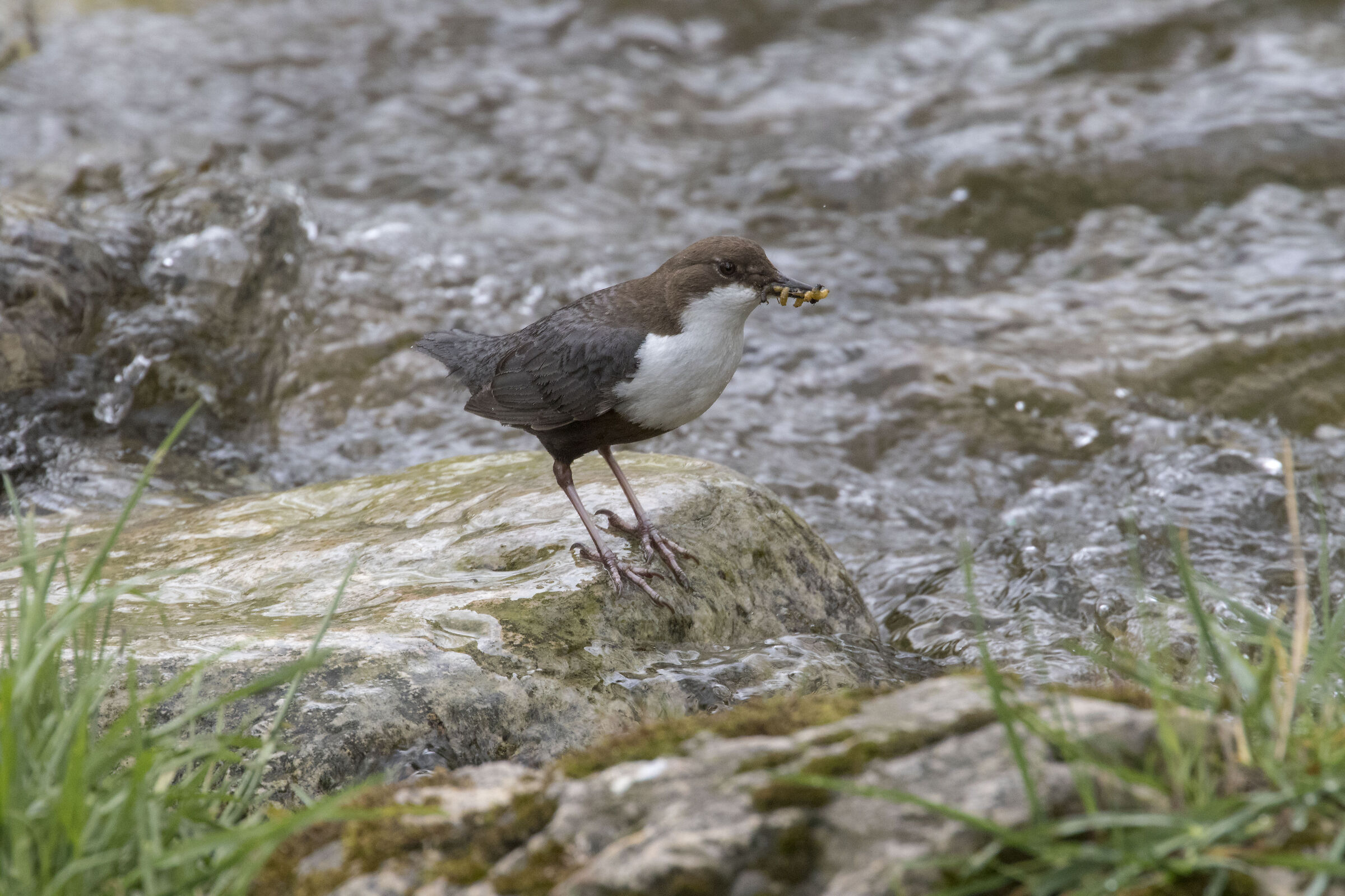 Blackbird Dipper with prey