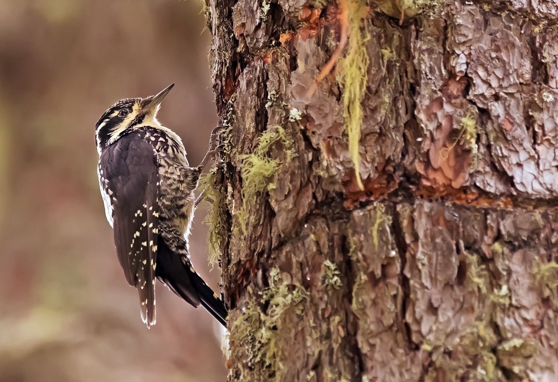 Picchio Tridattilo femmina.(Picoides tridactylus)