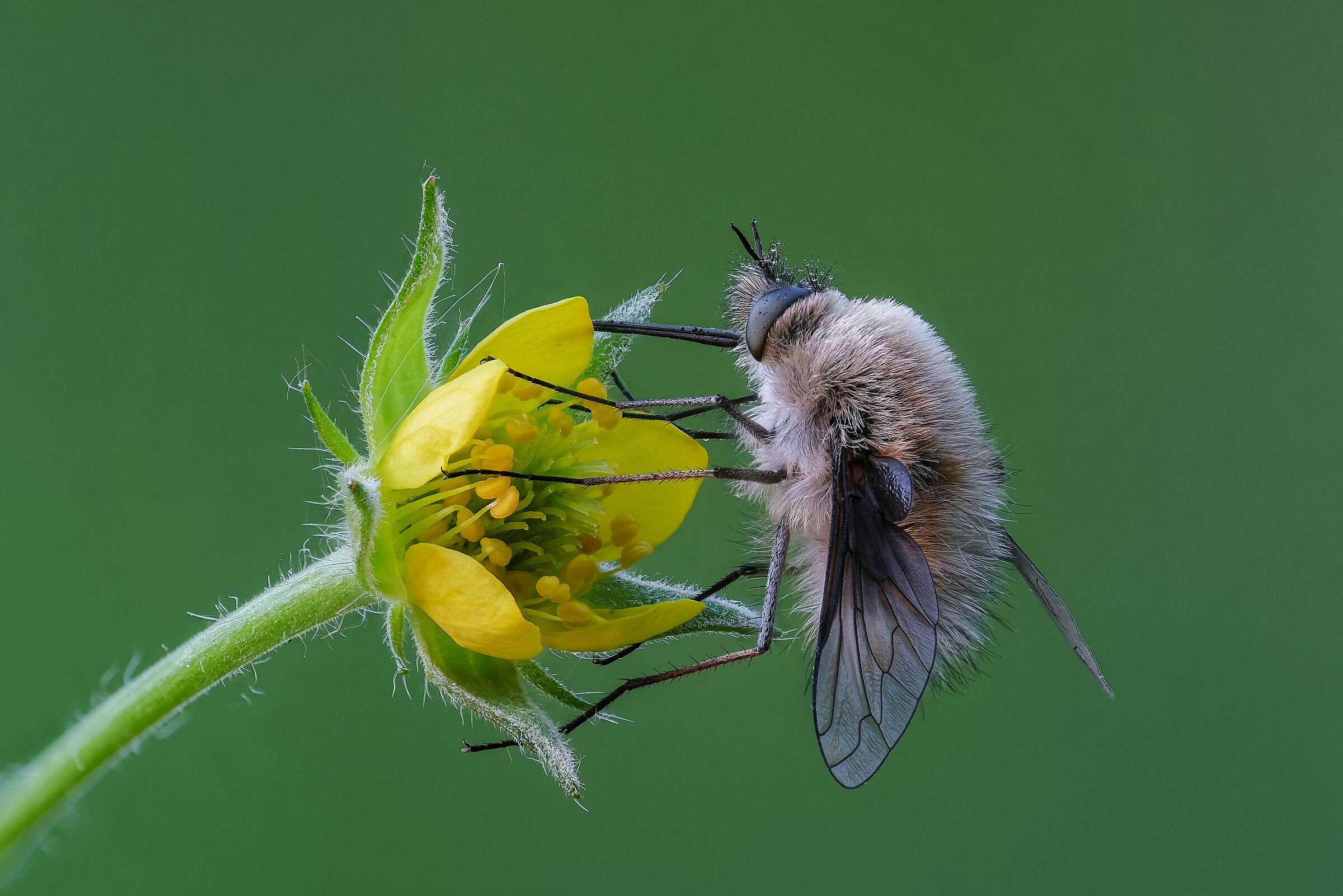 Bombylius cinerascens
