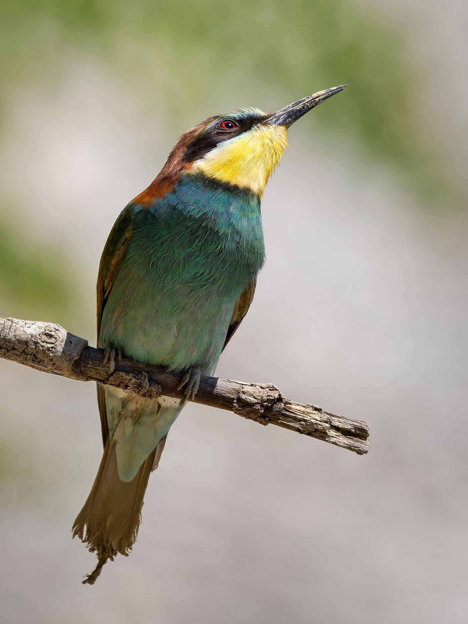 Bee-eater