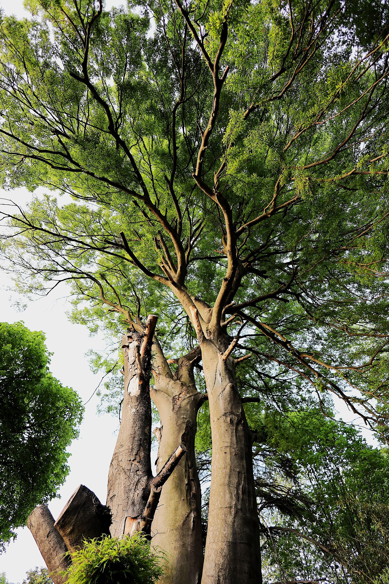 Fagus