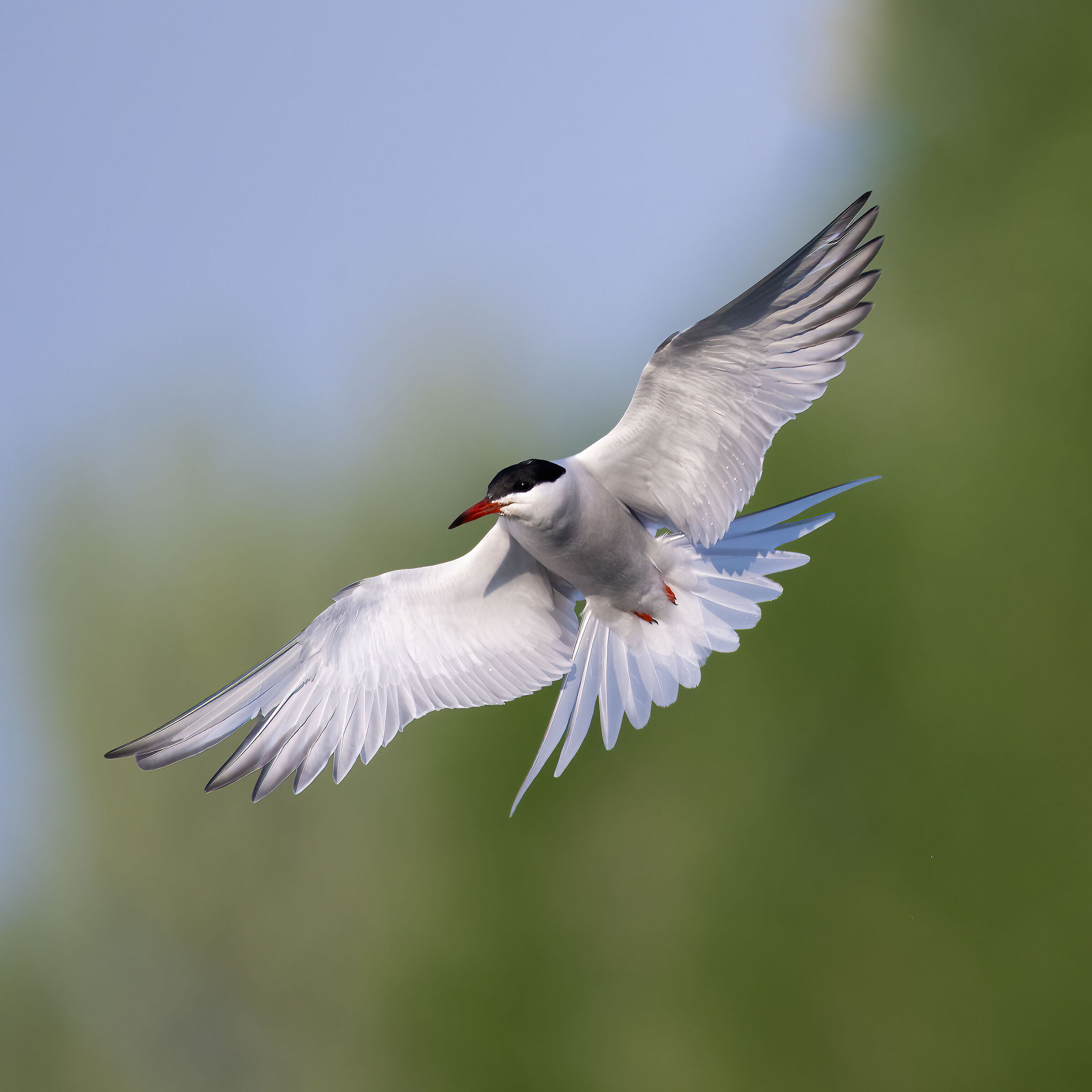 Tern