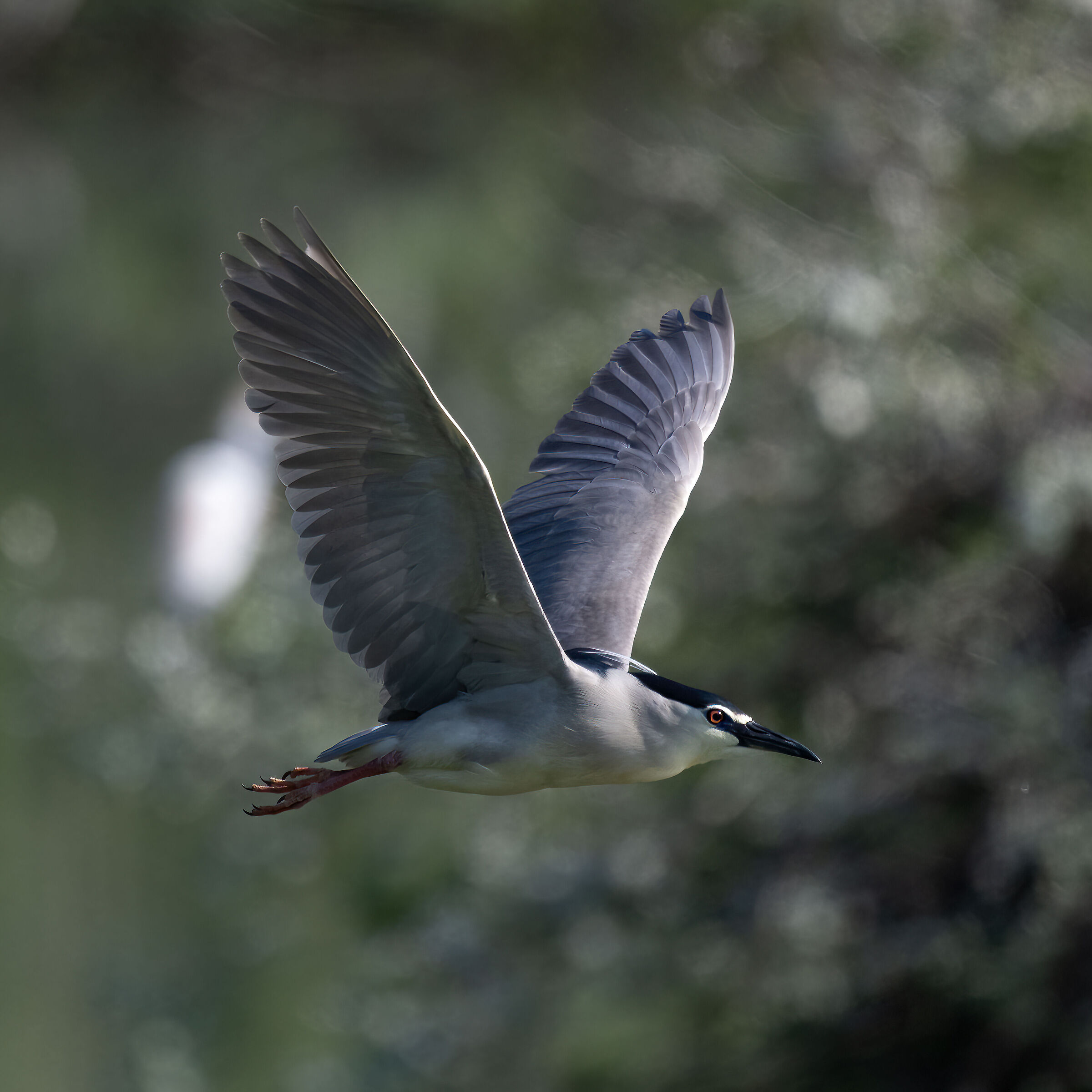 Night Heron