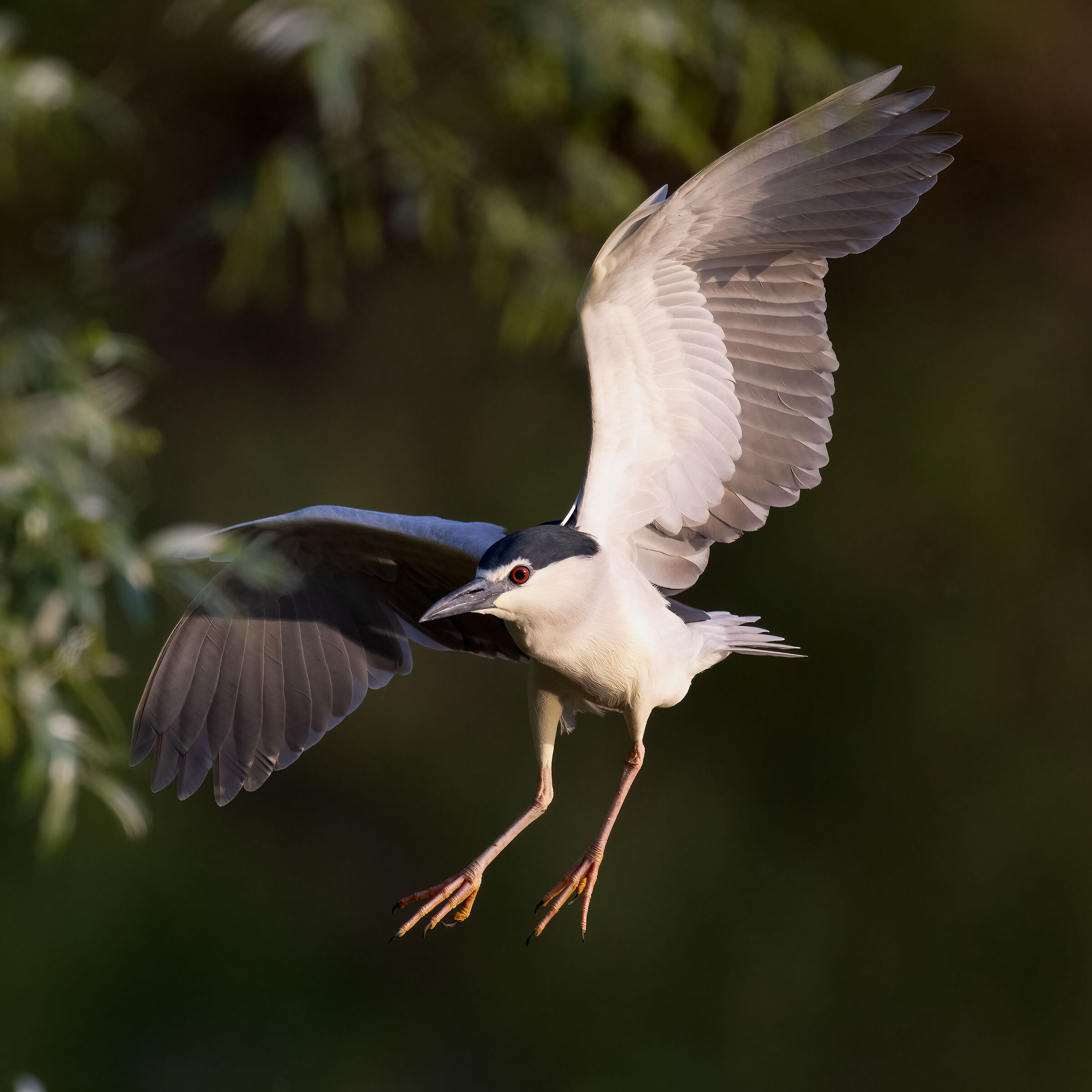 Night Heron