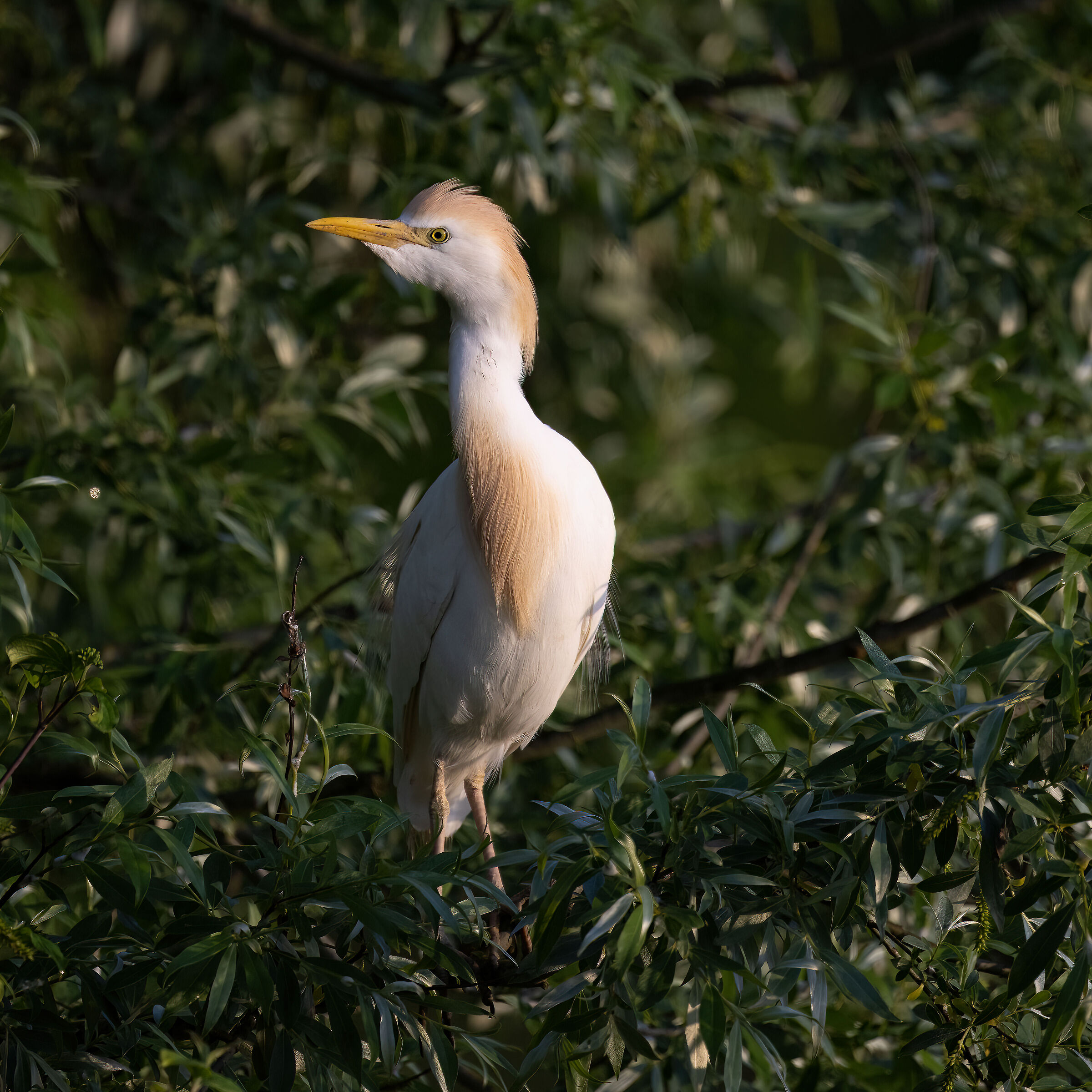 Cattle egret
