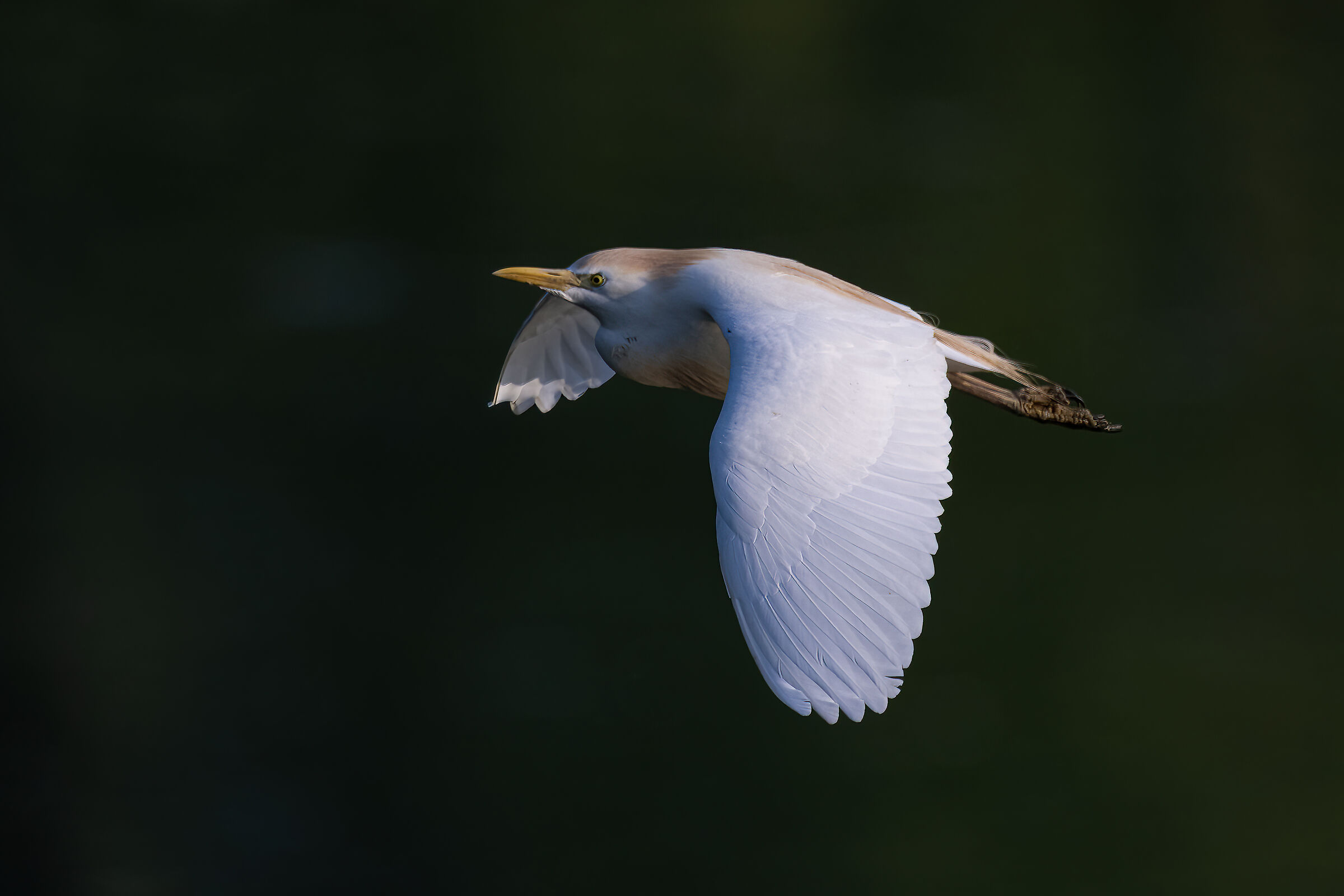 Cattle egret