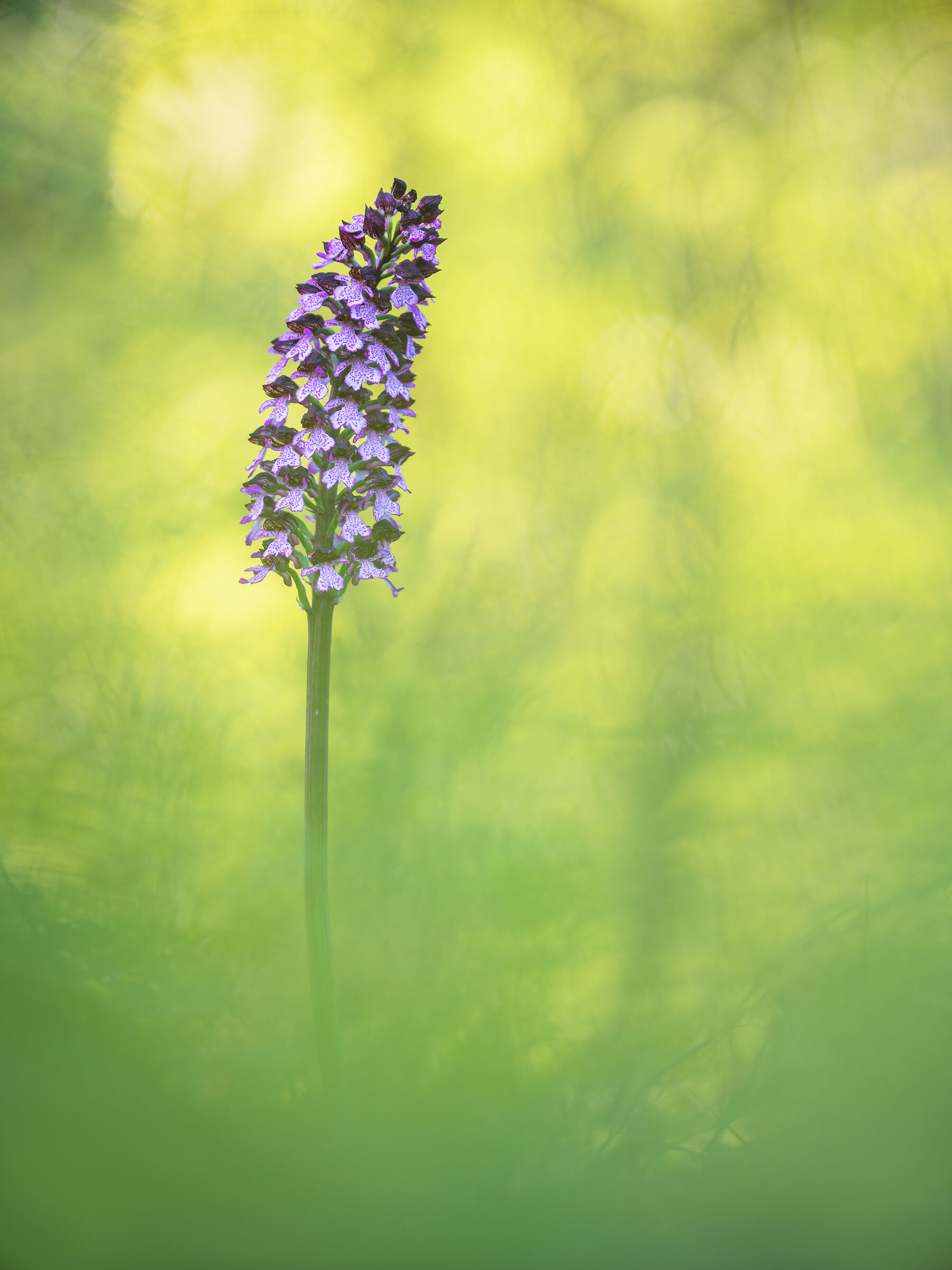 Orchis purpurea