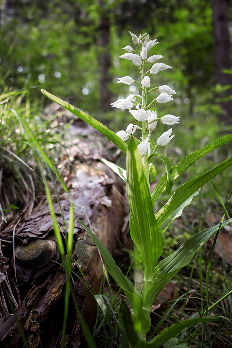 Cephalanthera longifolia