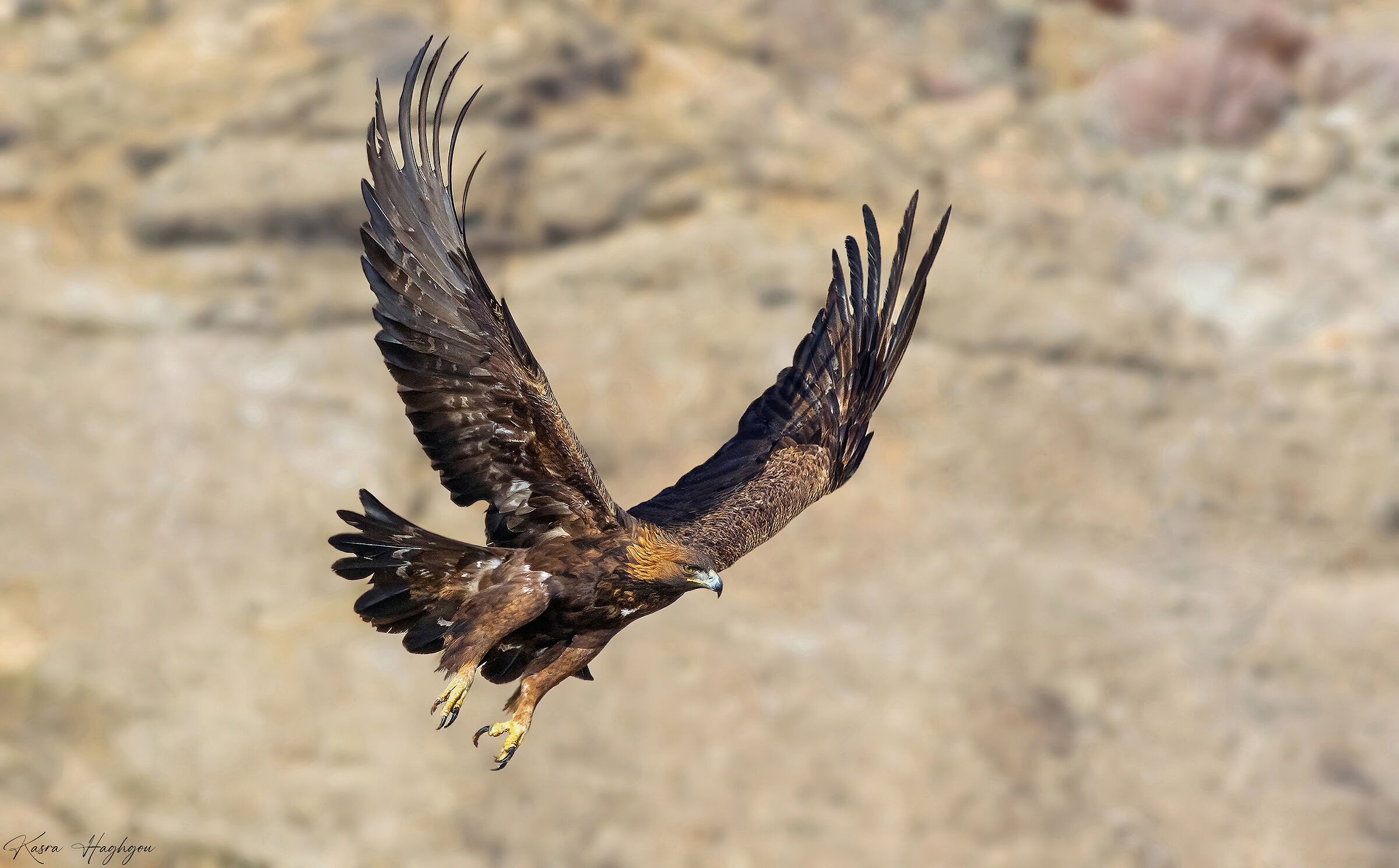 Golden eagle