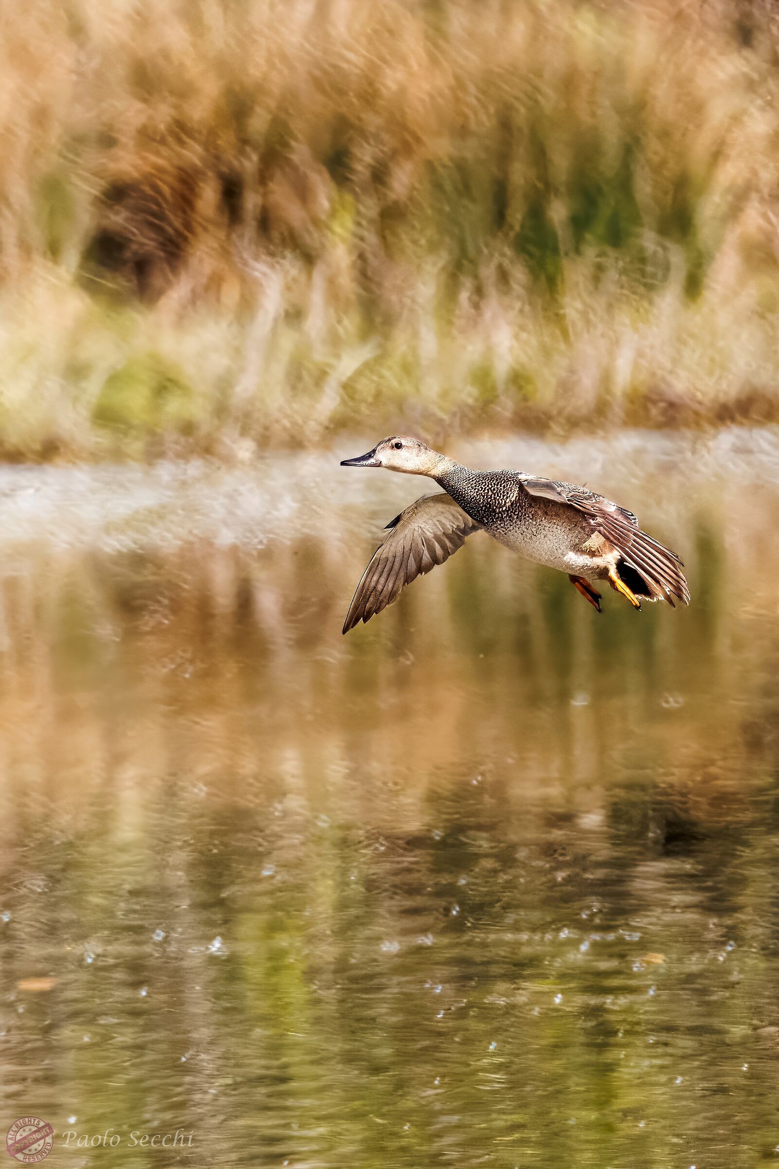 Gadwall in flight ..."in gold"