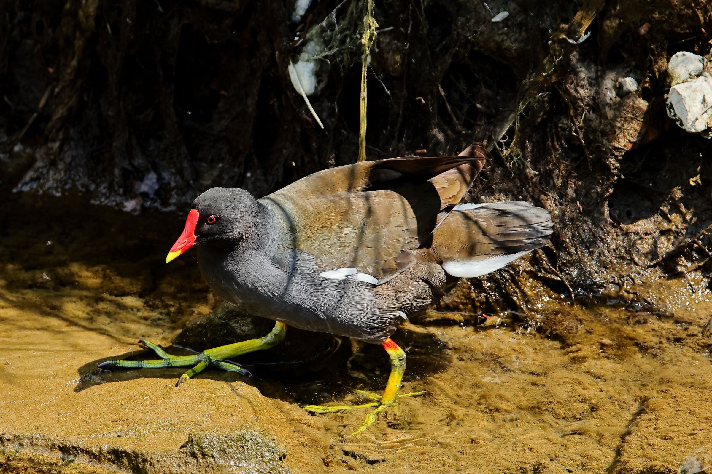 Gallinella (Gallinula Chloropus)