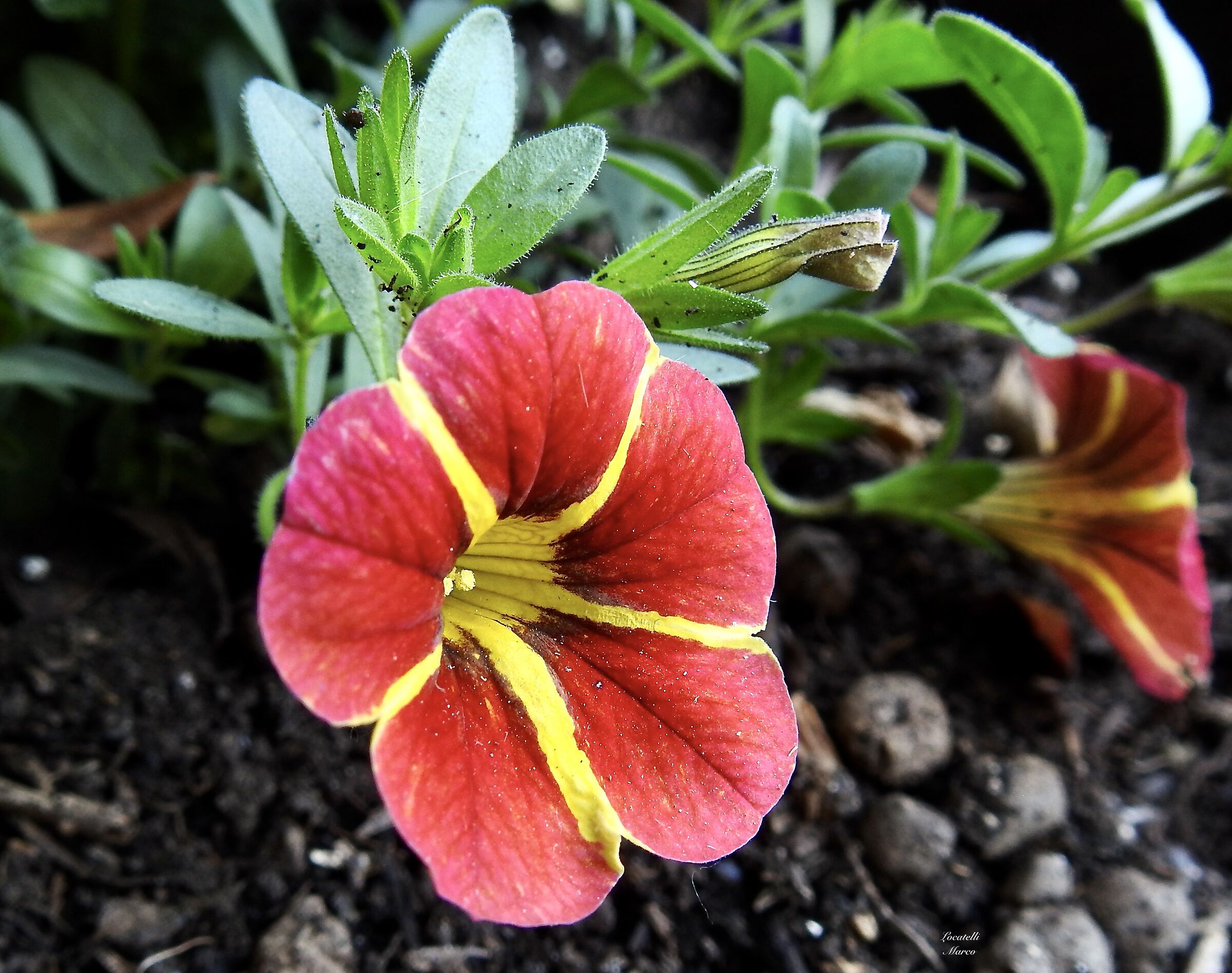 Flower