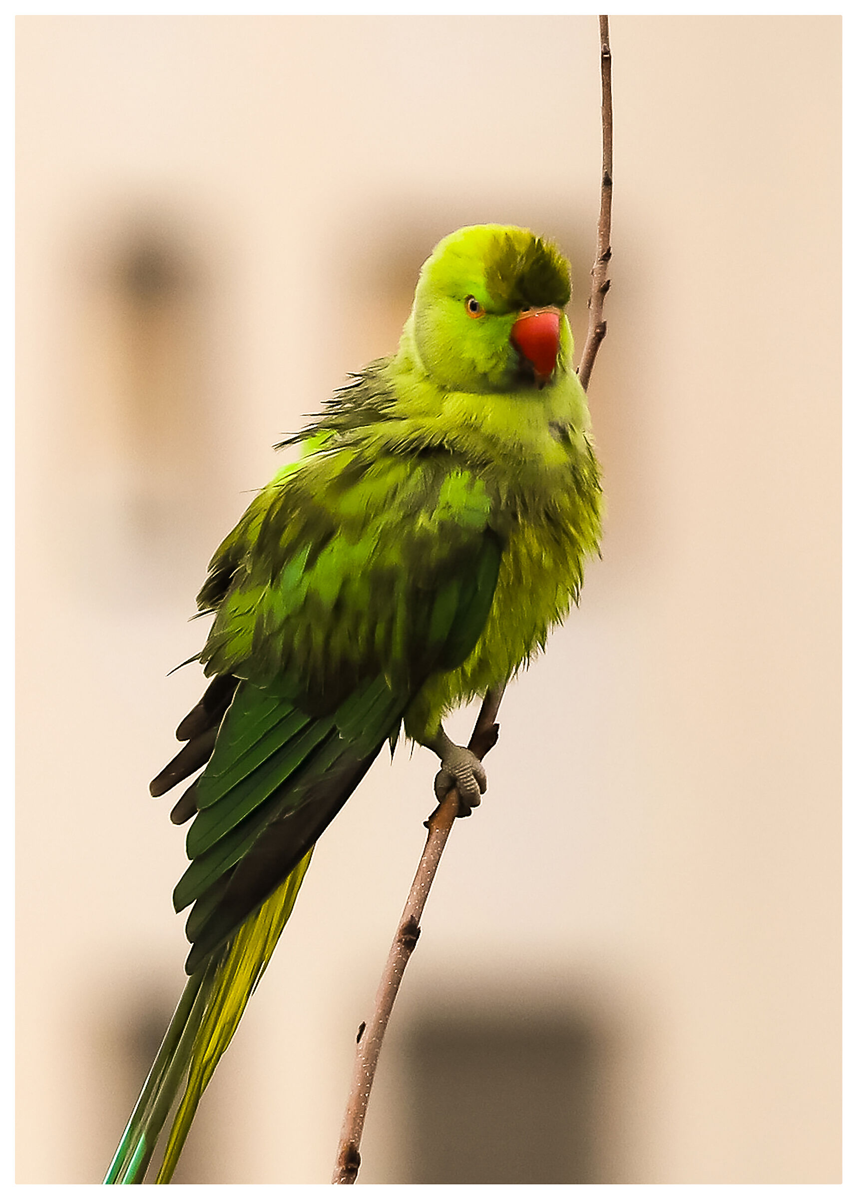 Parrocchetto...(2 foto)