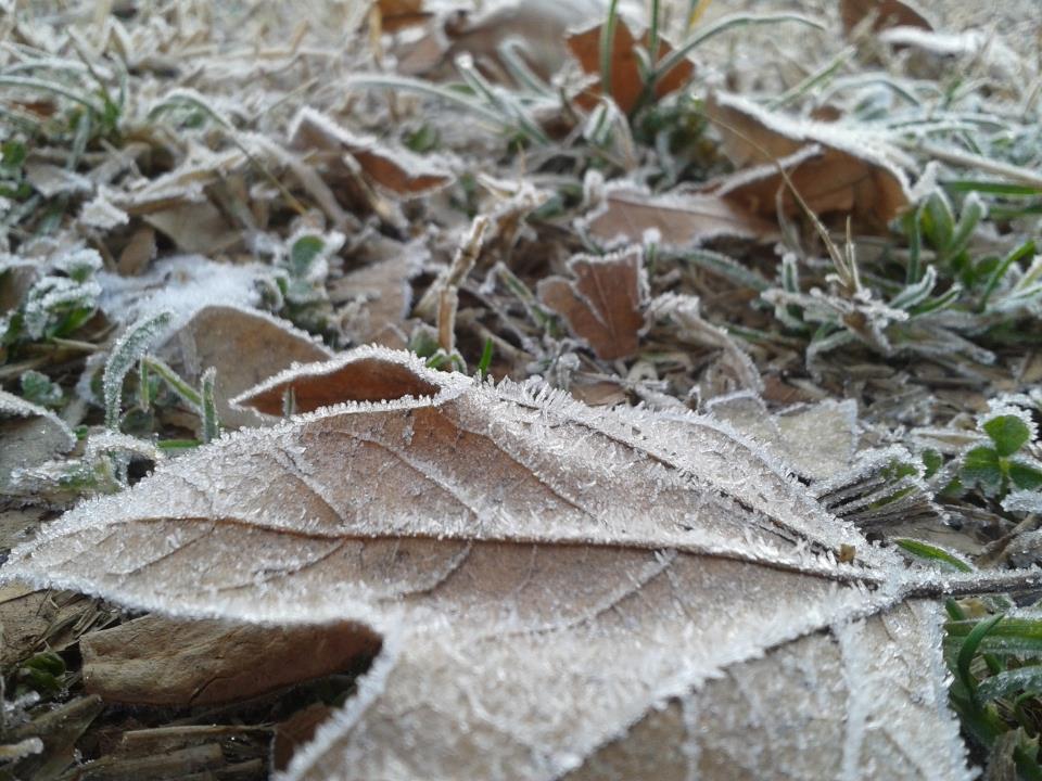 Foglia gelata