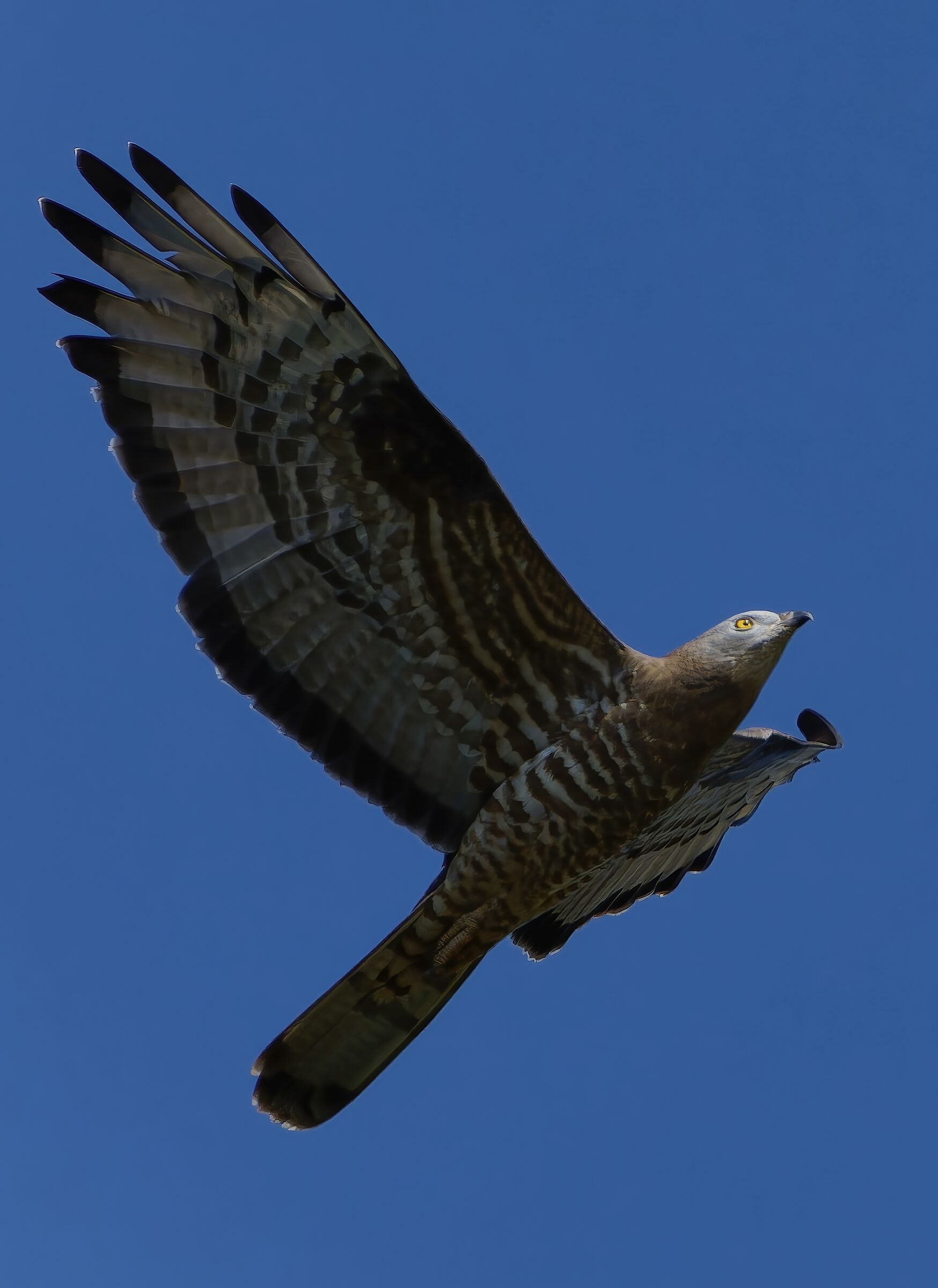 Falco pecchiaiolo
