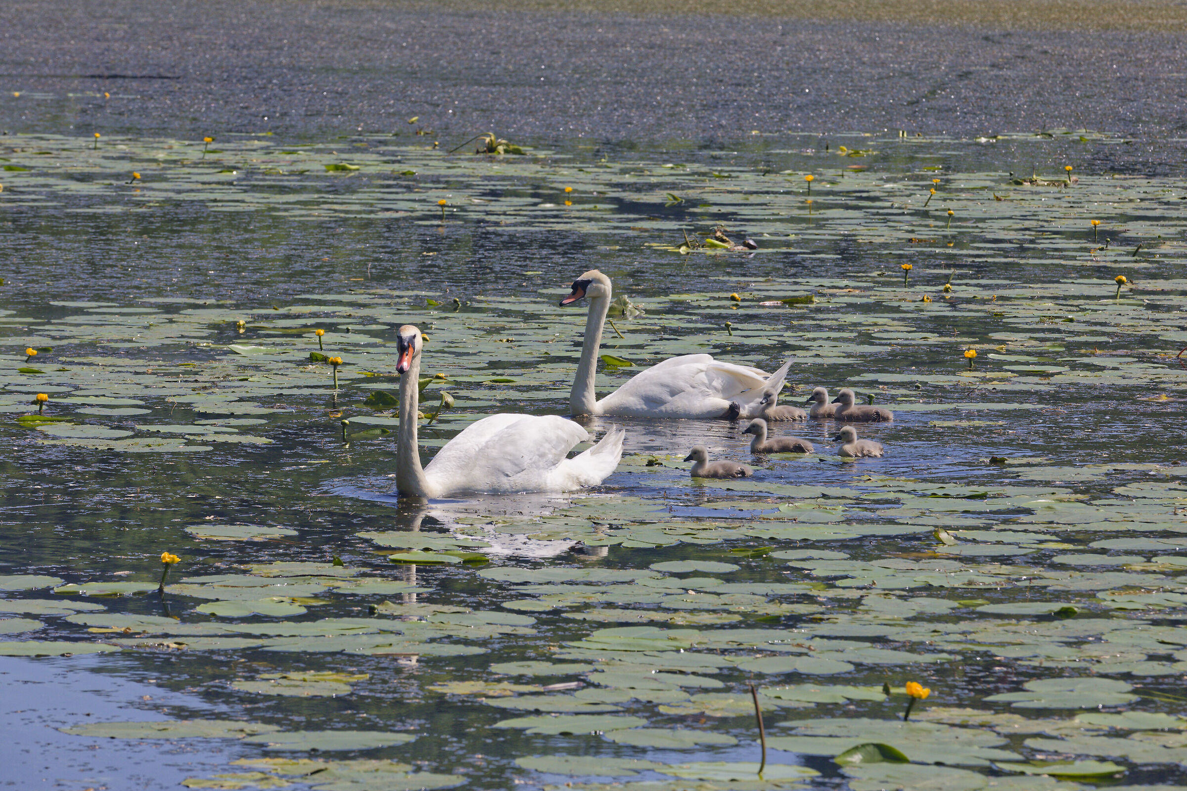 Famiglia