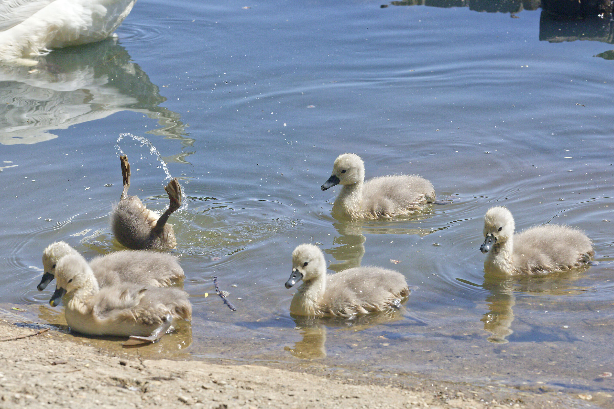 Giochi in acqua