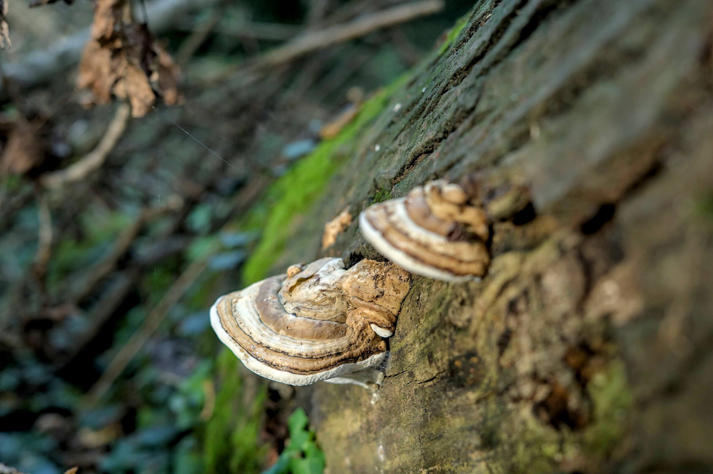Lignicolous mushrooms