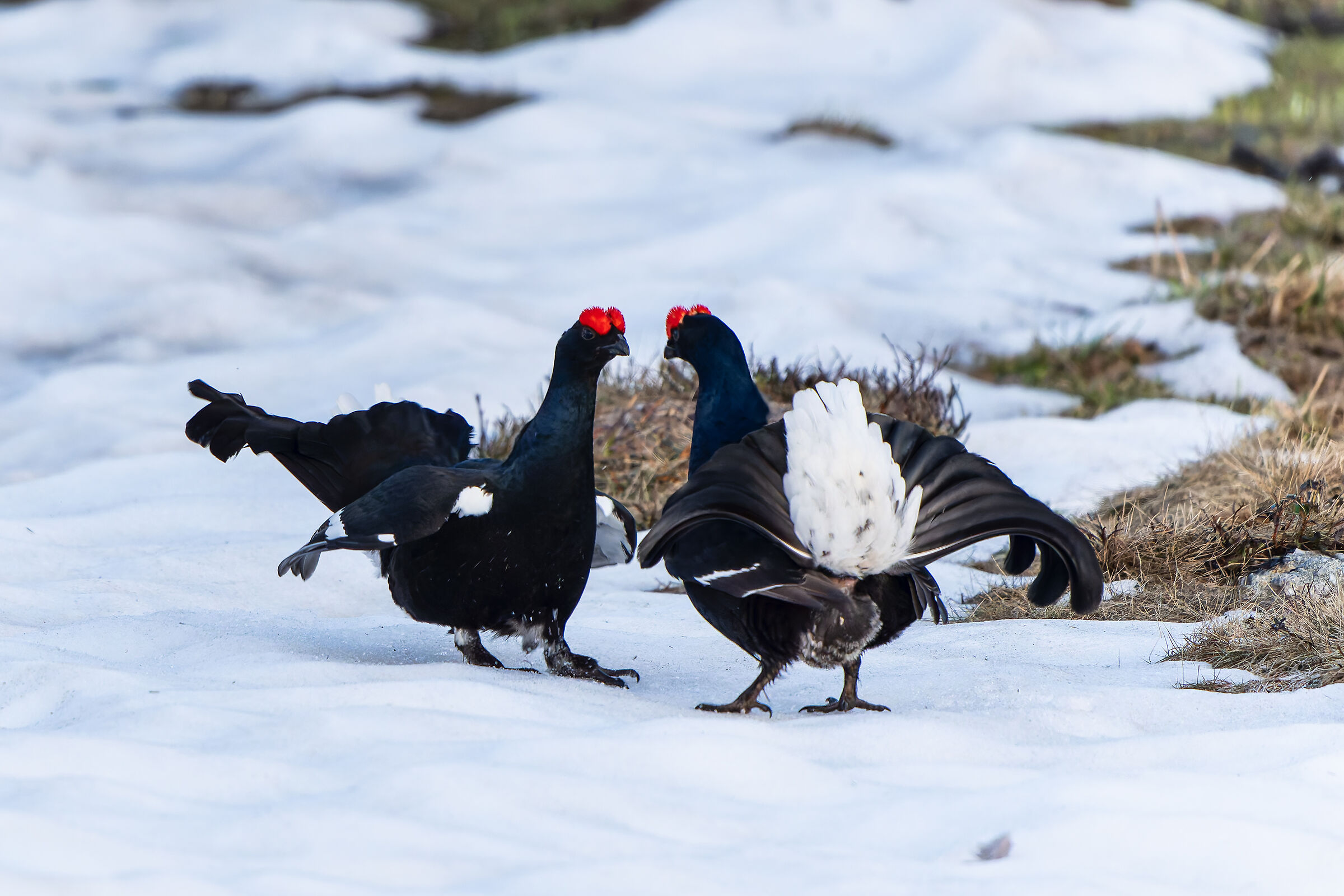 Combattimenti galli forcelli