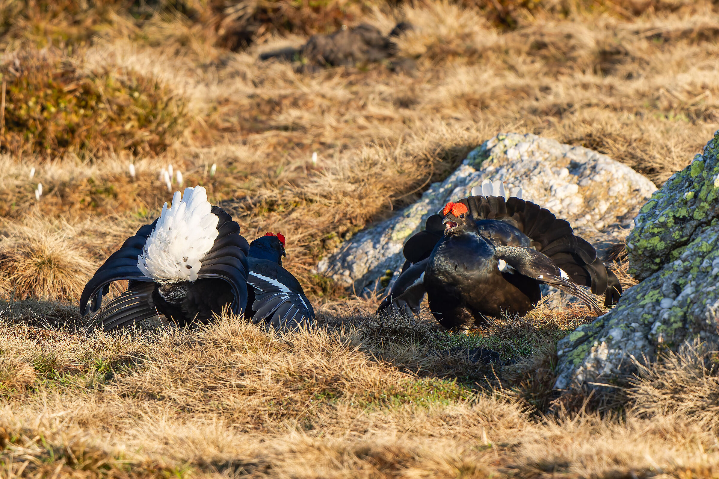 Combattimenti galli forcelli