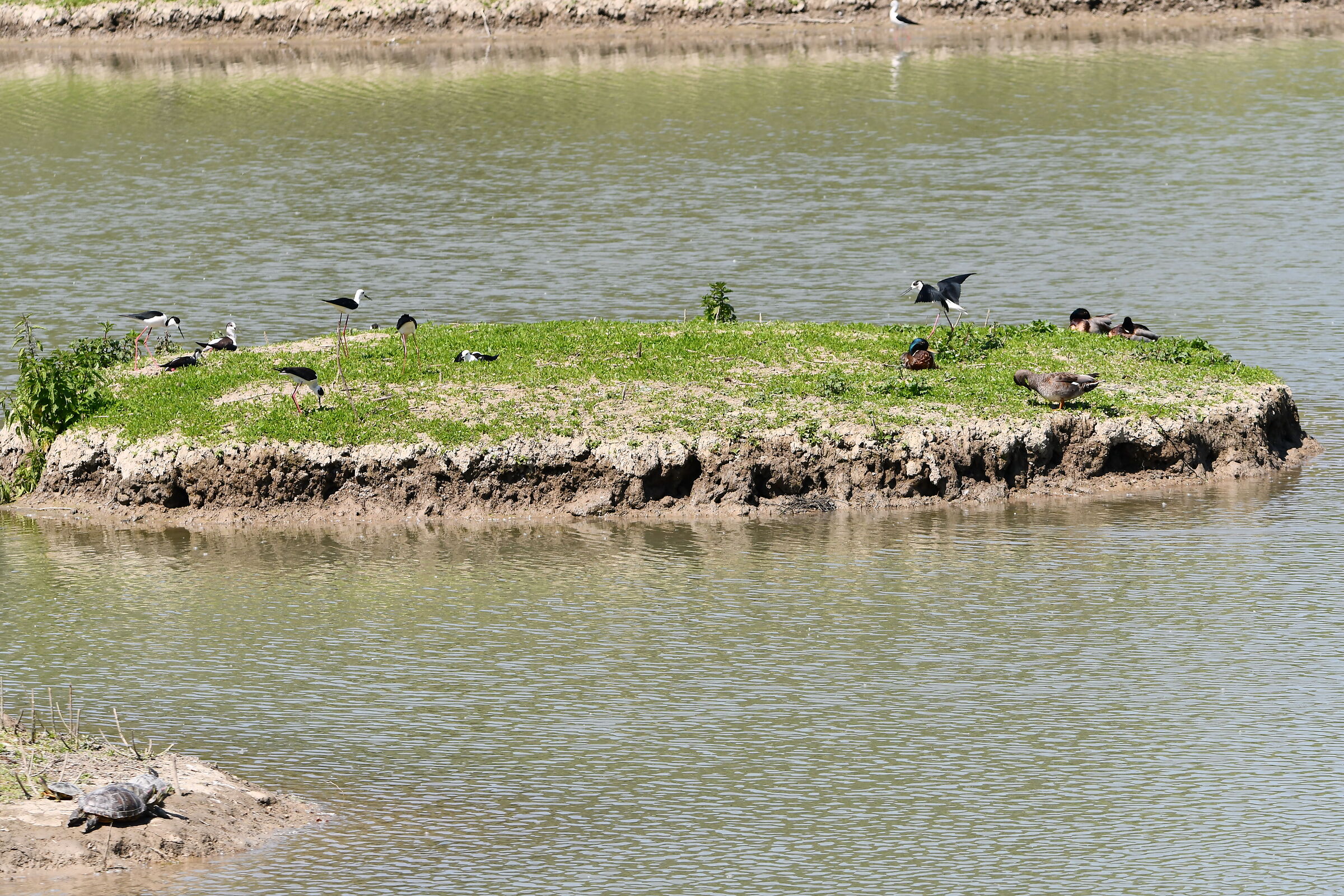 Anatre, cavalieri d'Italia e tartarughe