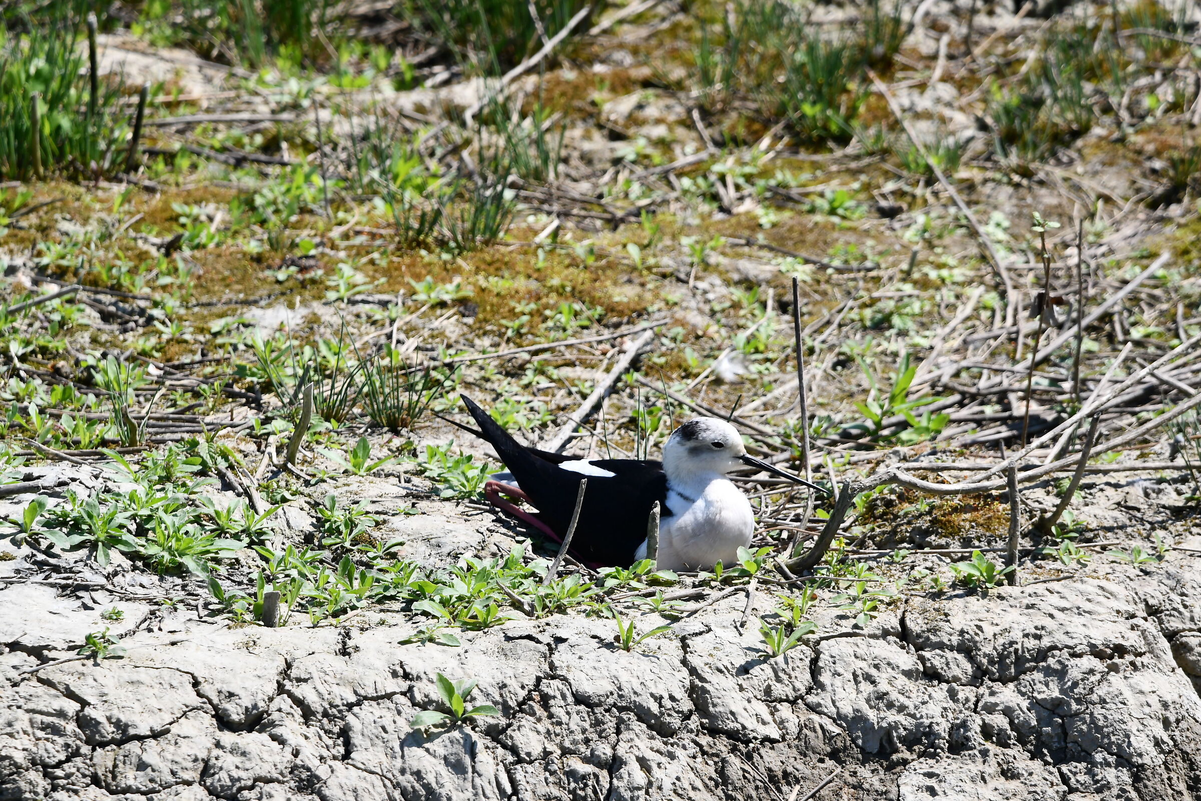 Cavaliere d'Italia in cova