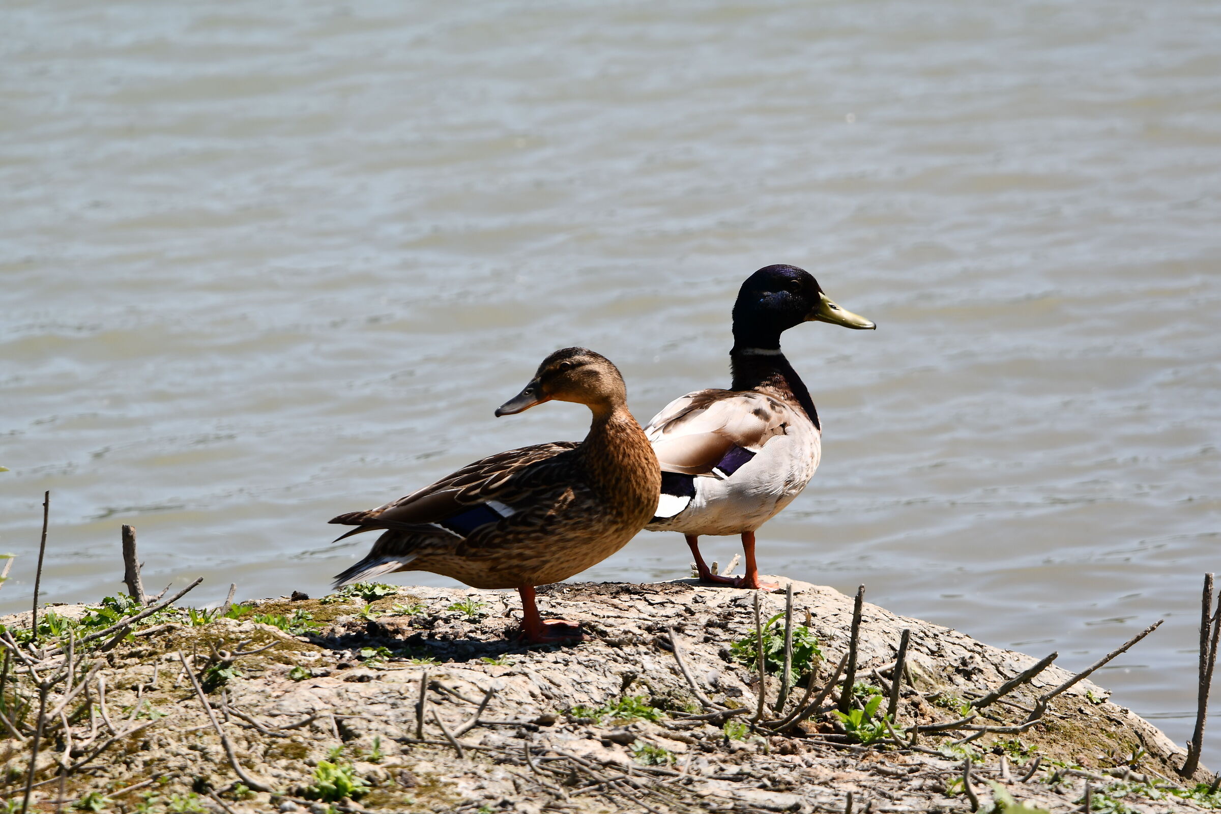 Coppia di anatre