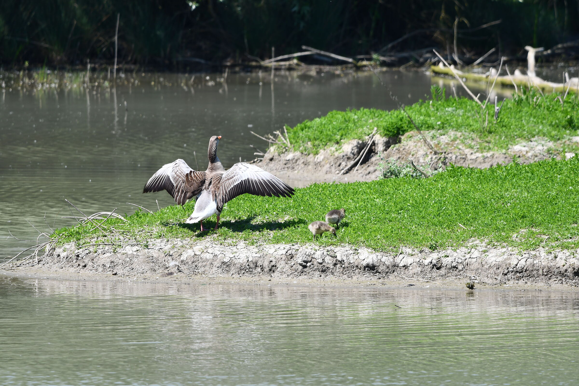Oca coi suoi piccoli