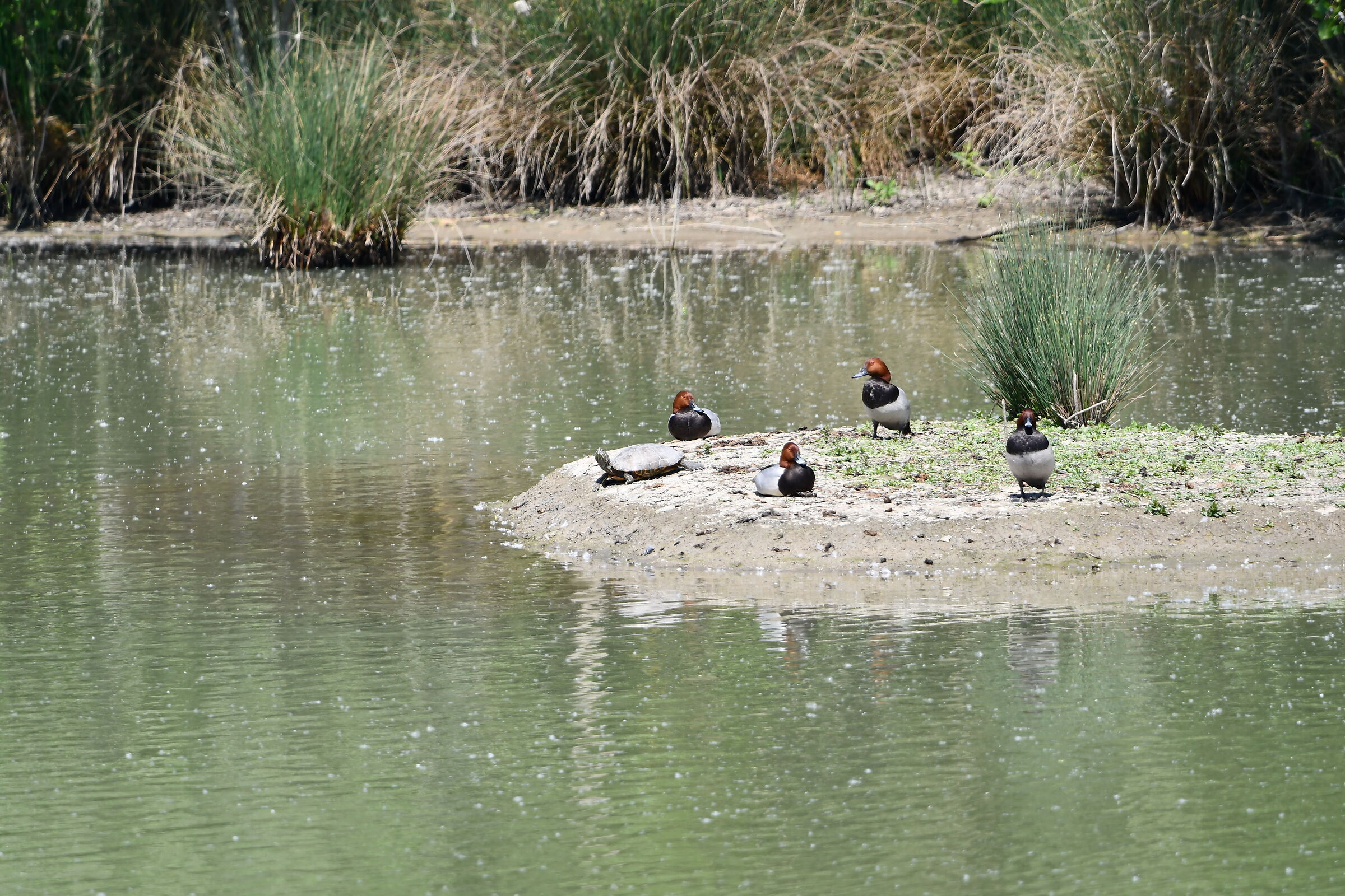 Anatre morette testa rossa con tartaruga