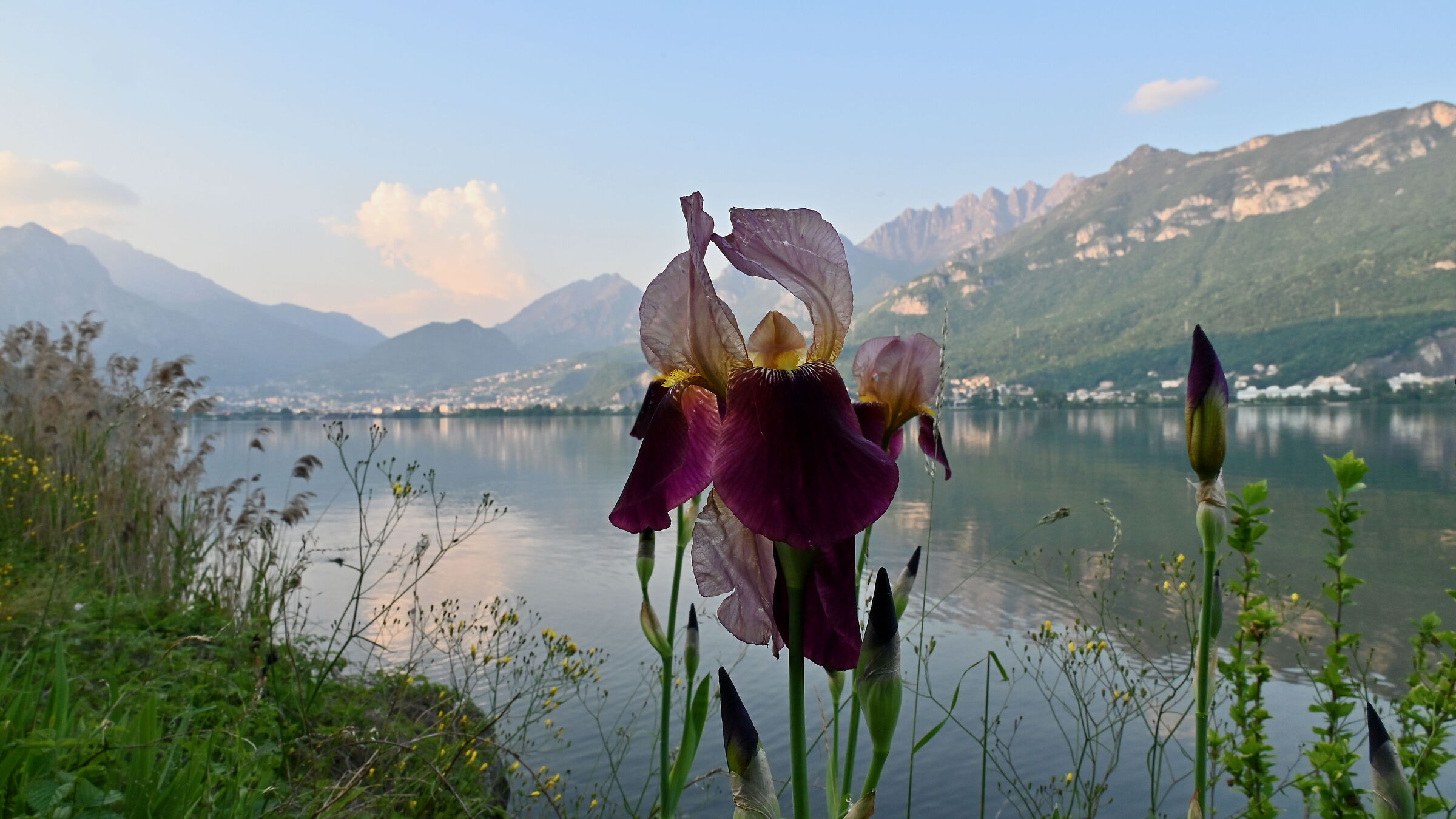 Iris sulla riva del lago