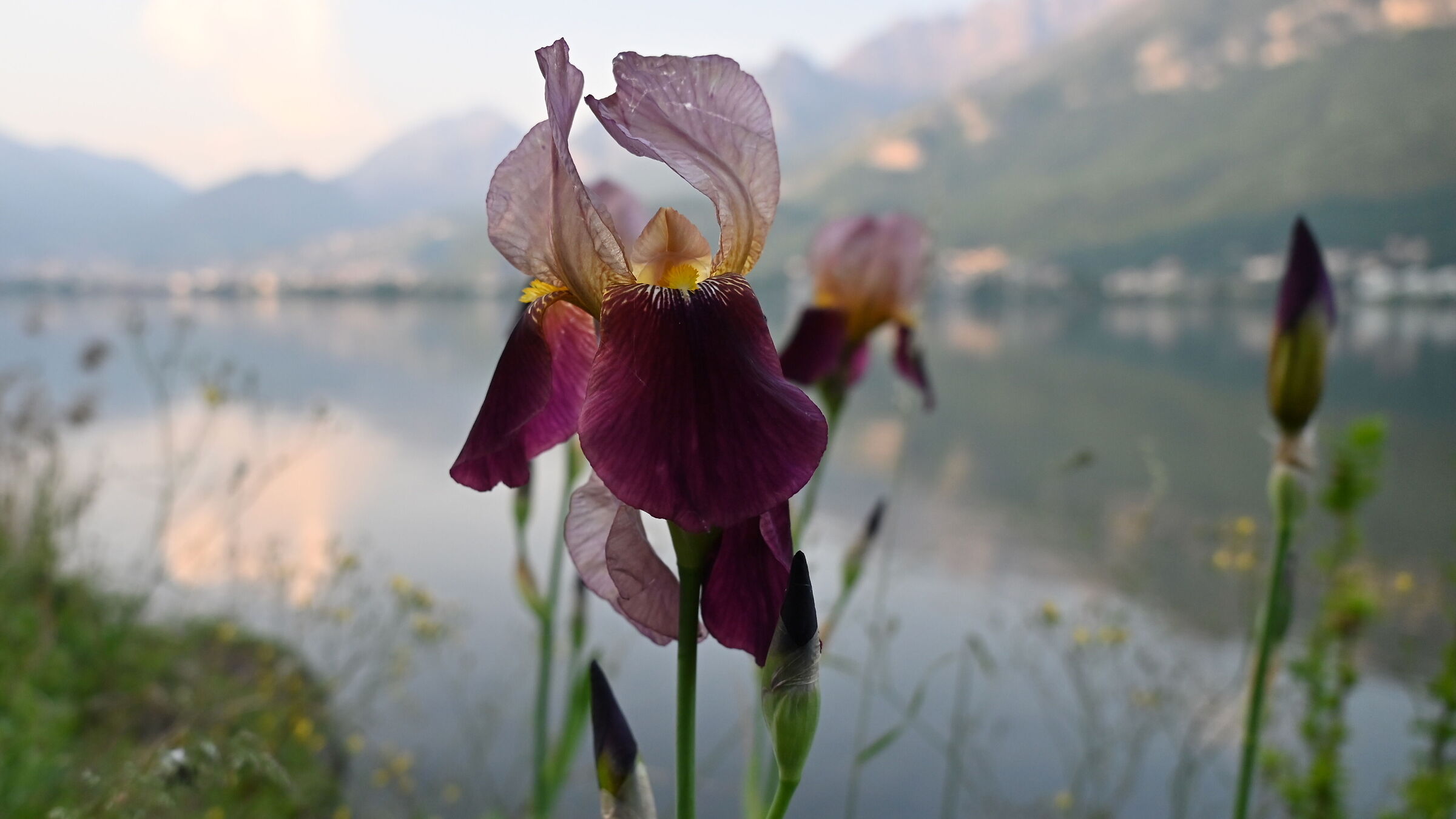 Iris sulla riva del lago