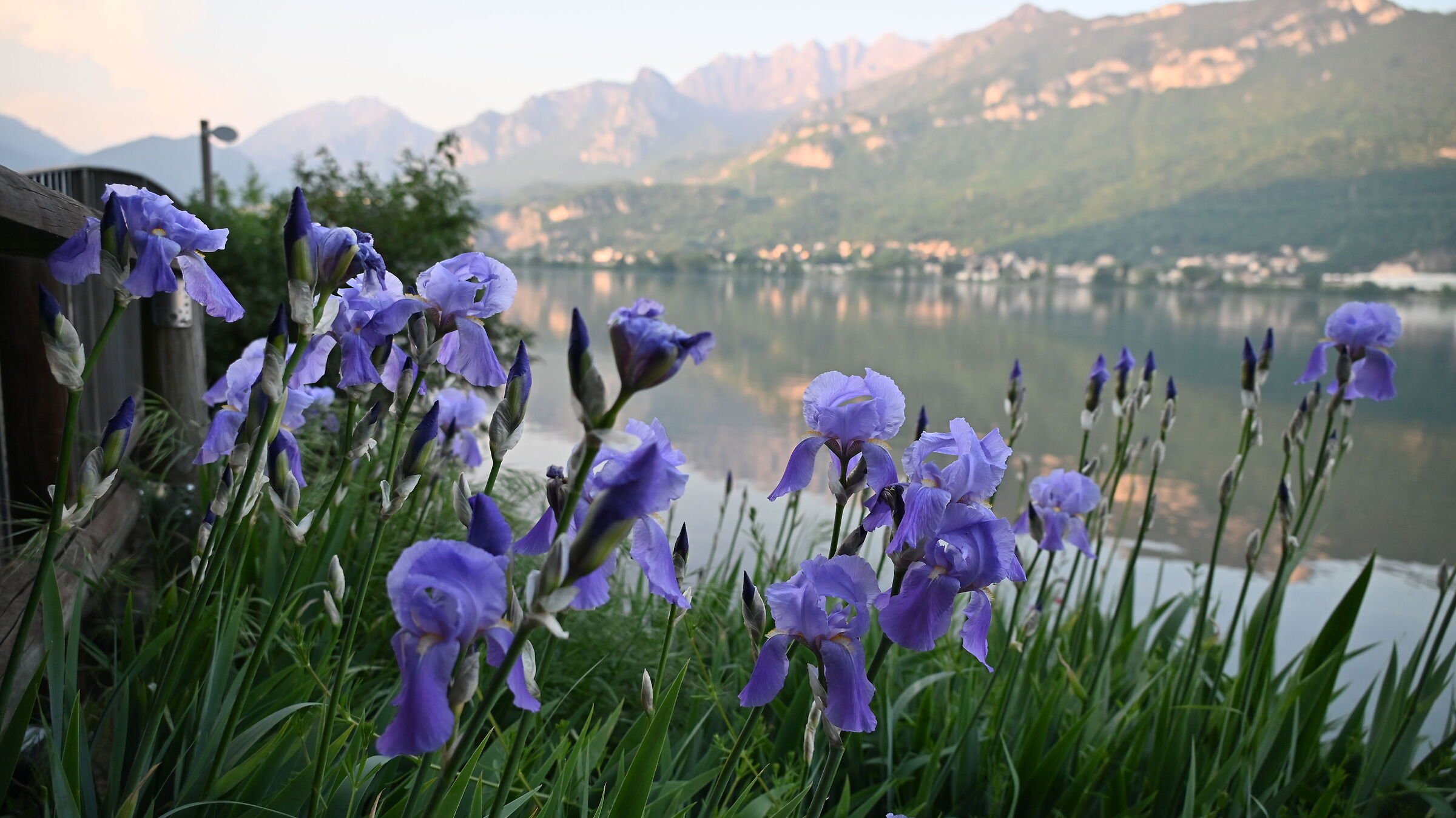 Iris sulla riva del lago 3
