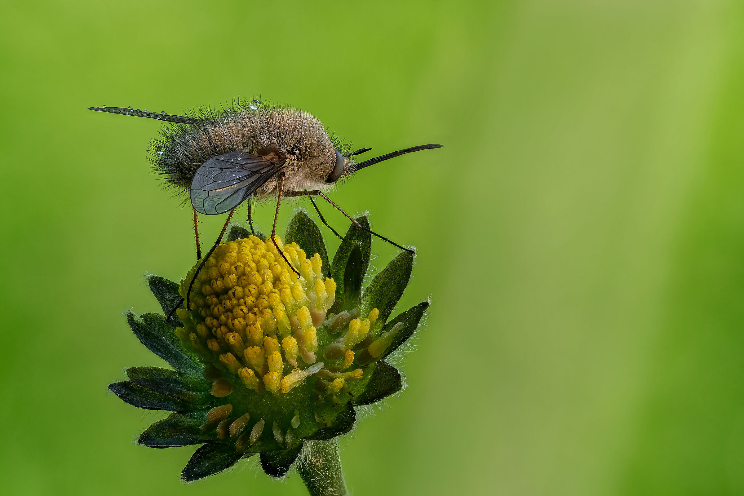 Bombylius minor