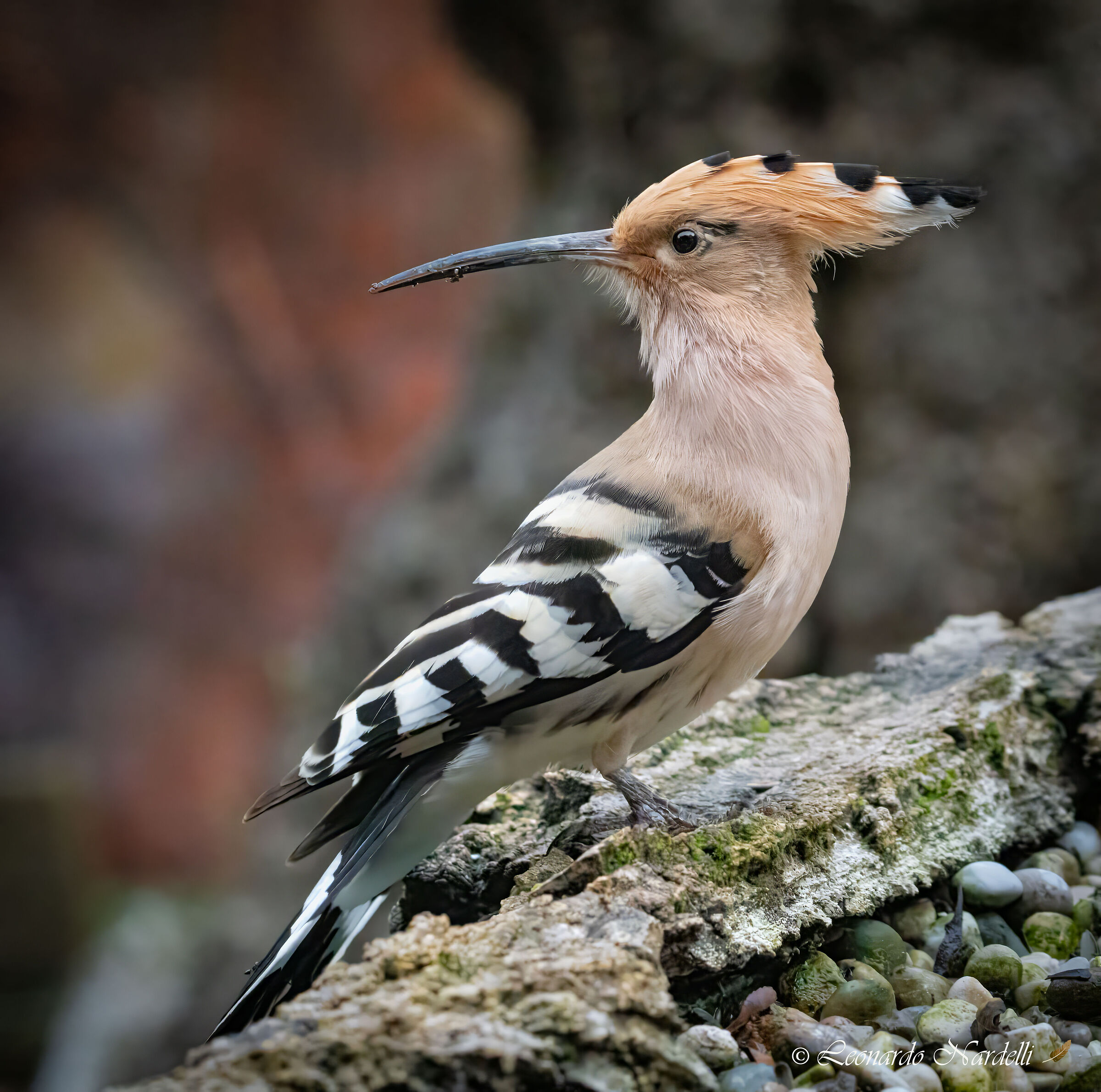 Hoopoe (Upupa epops)