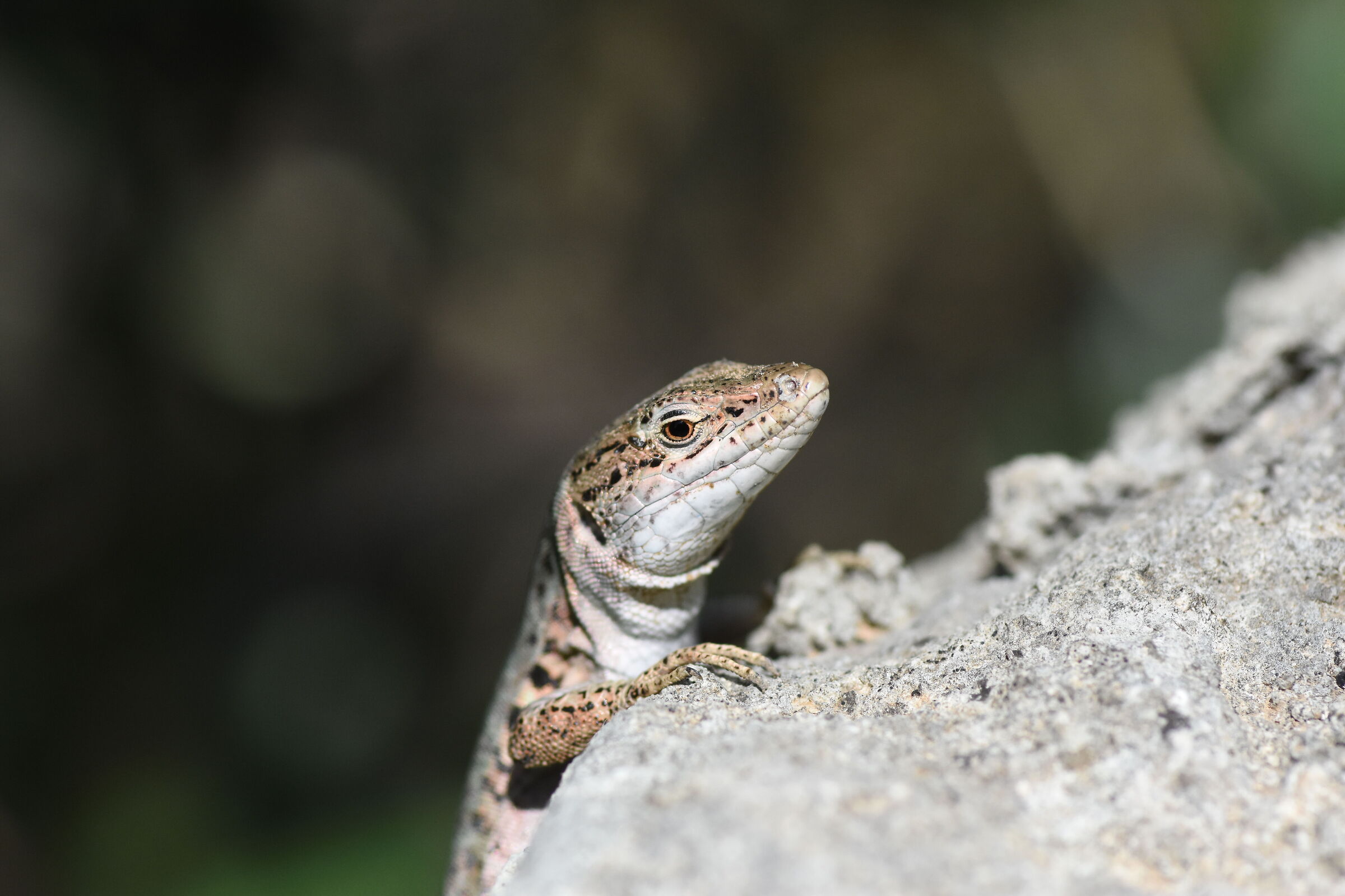 " Crop 150 ", Tokina 100 F. 2.8 Atx-i - NIKON D 7200