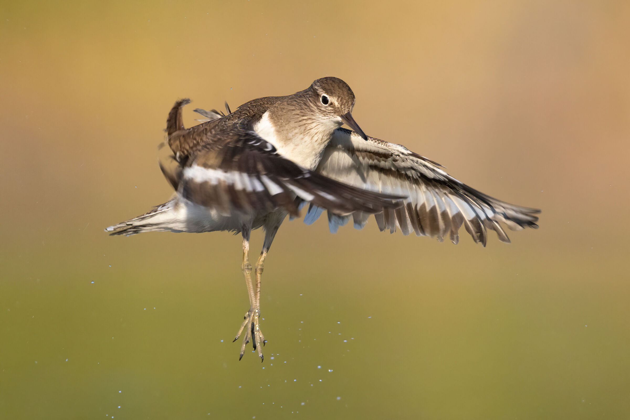 The Little Sandpiper