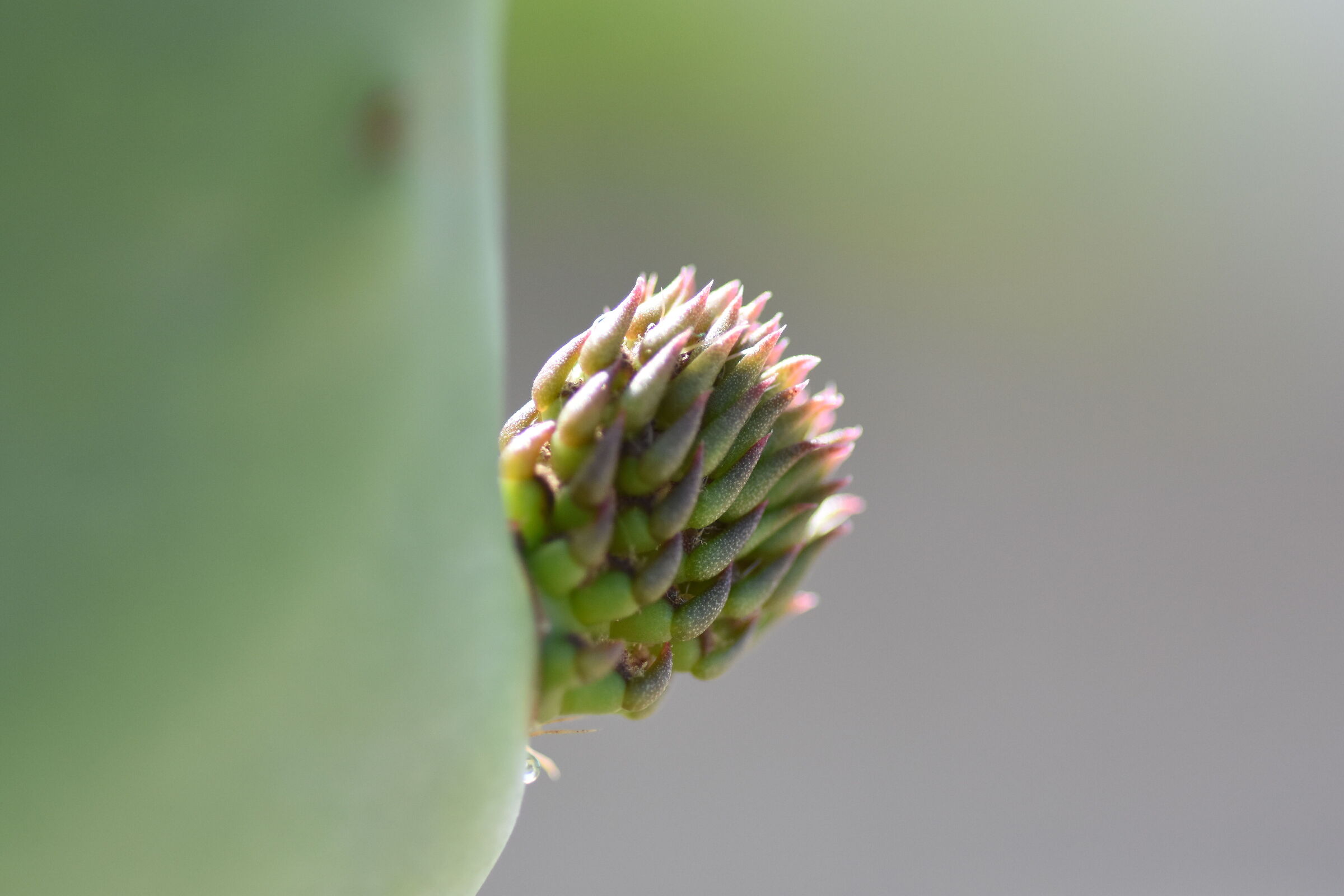" Crop 150, 1/4 Mila " Tokina 100 F. 2.8 Atx-i - D 7200