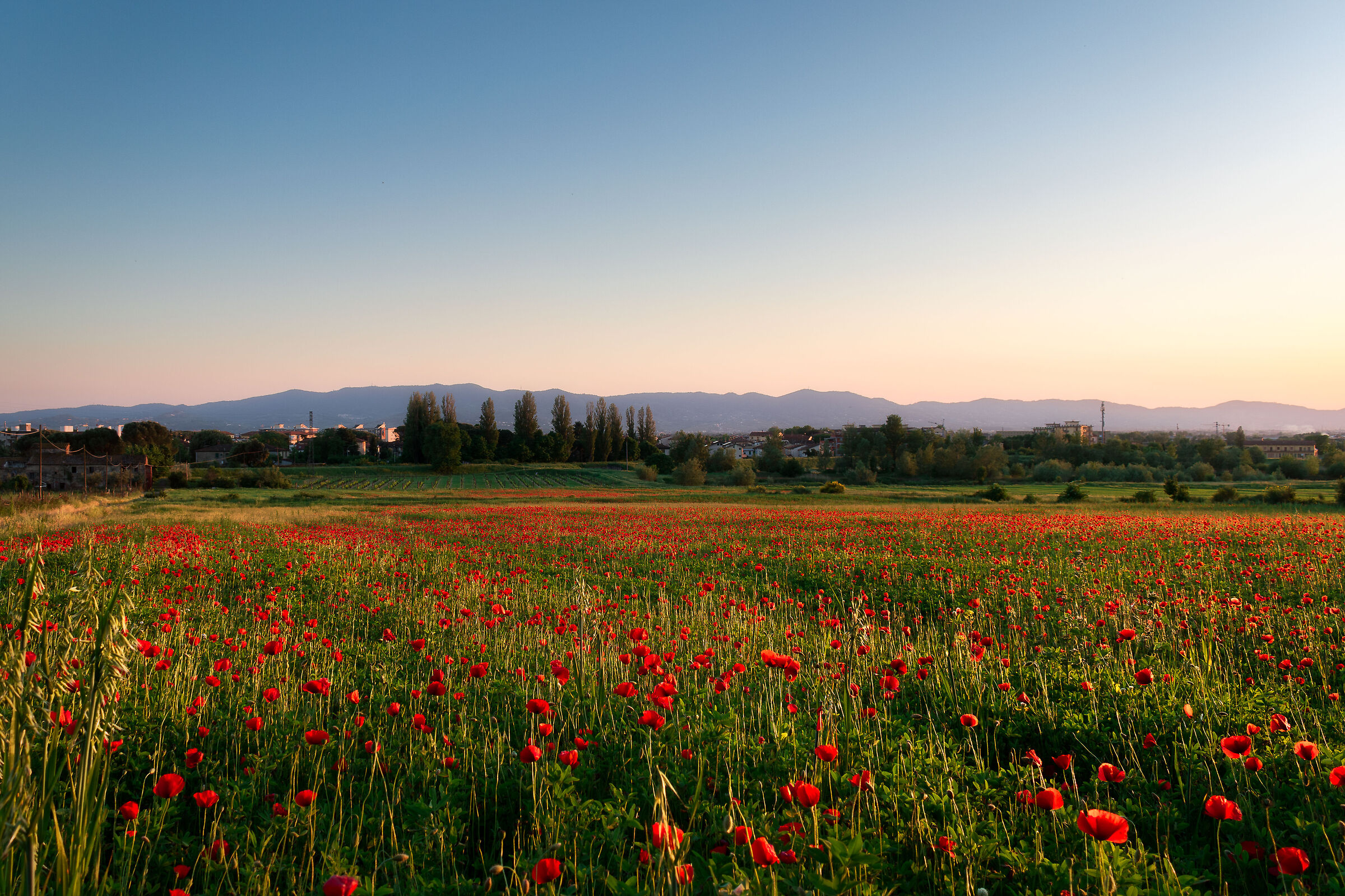 Poppies and more poppies